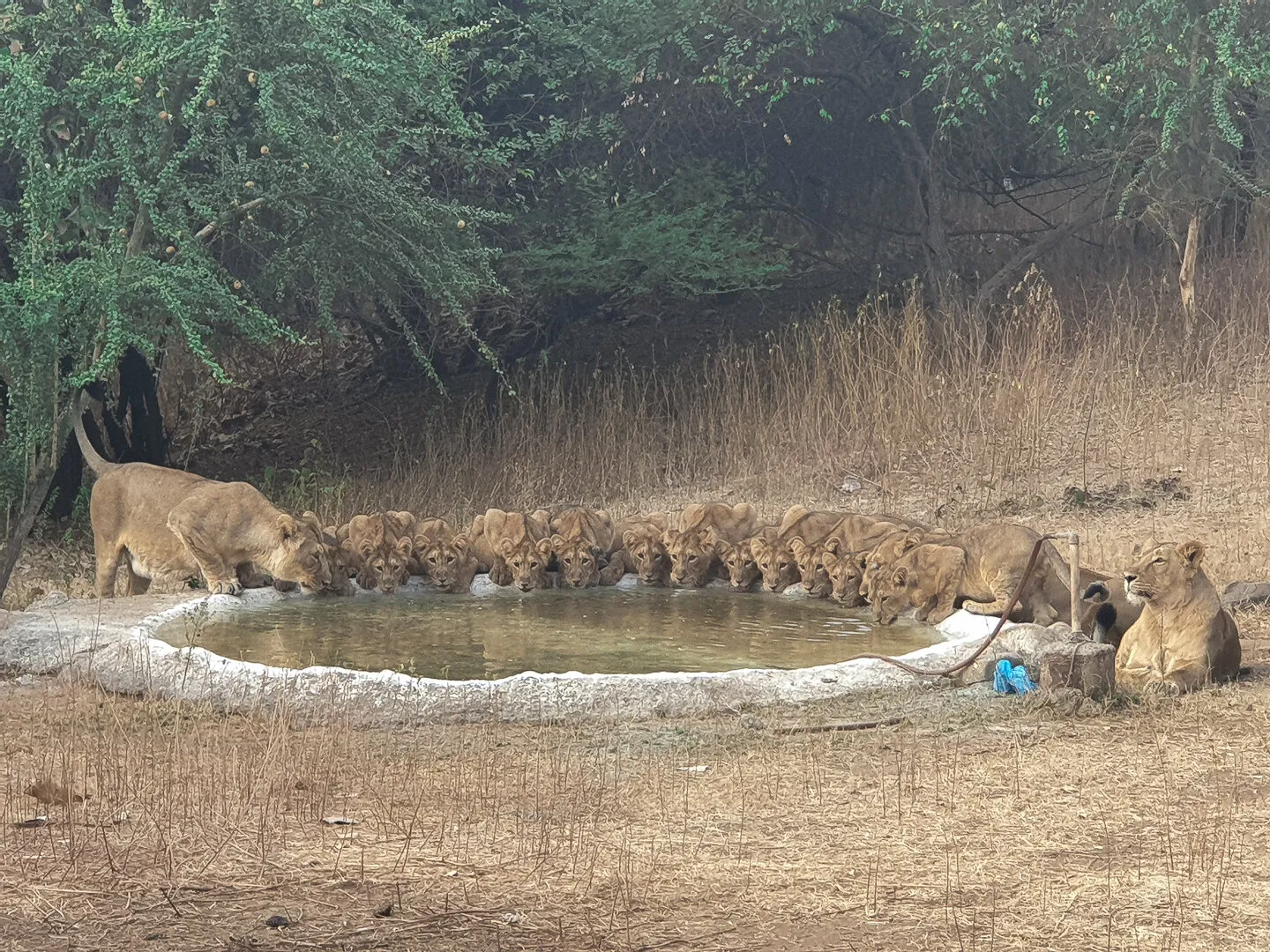 Big Pride of Asiatic Lion