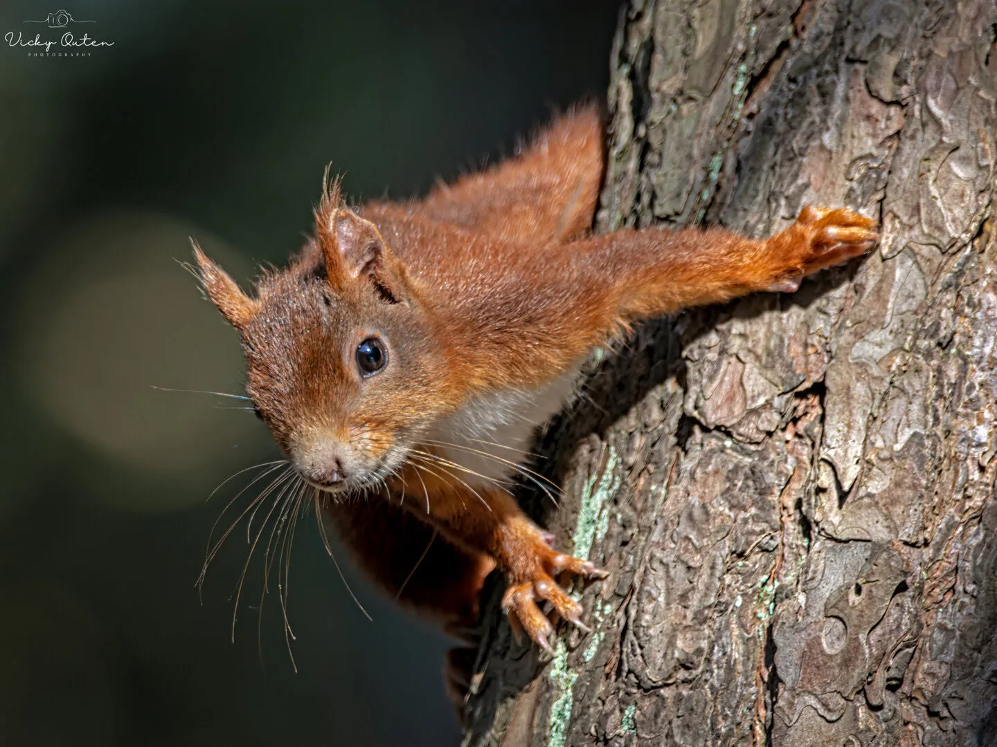 Curious red squirrel