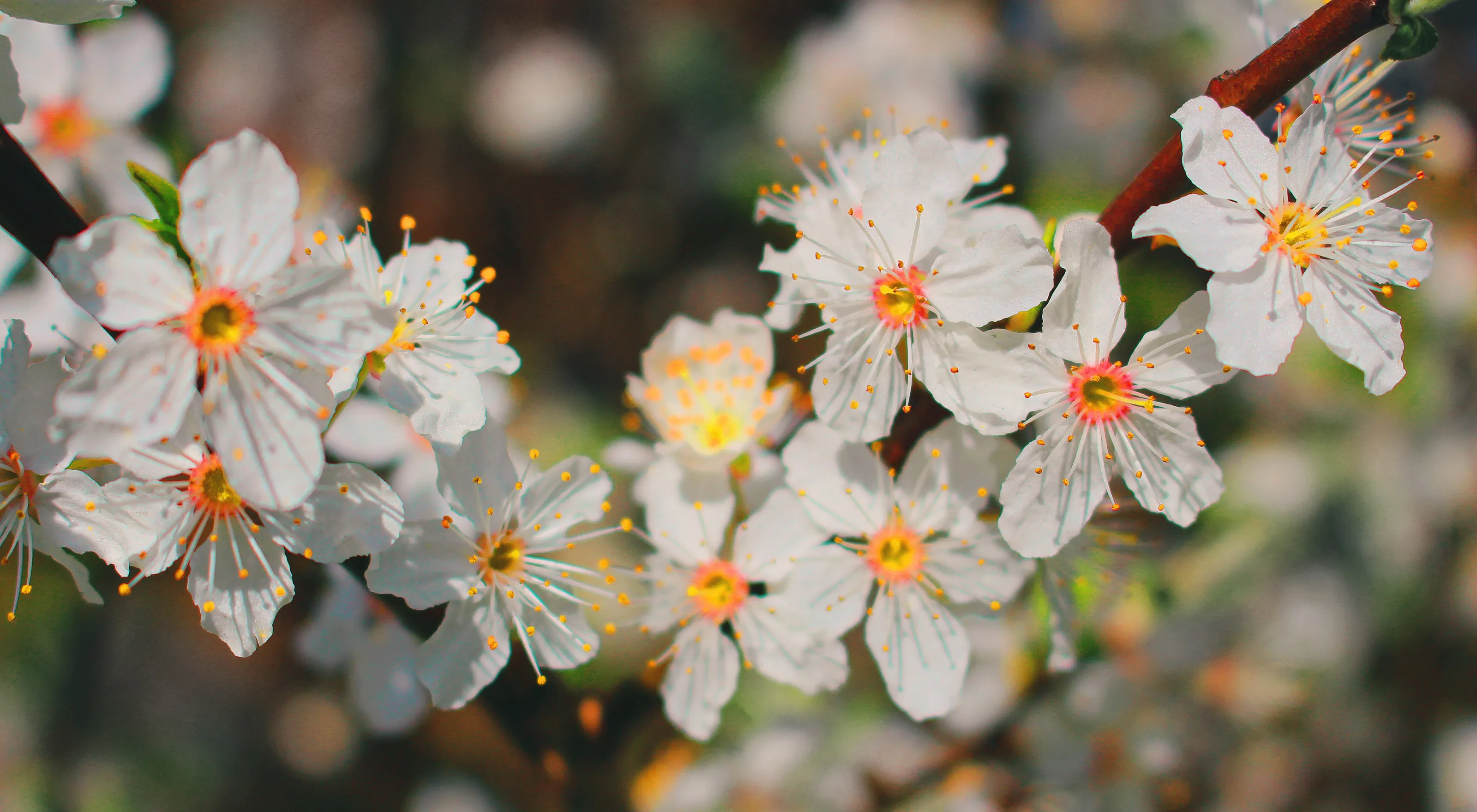 Spring Flowers