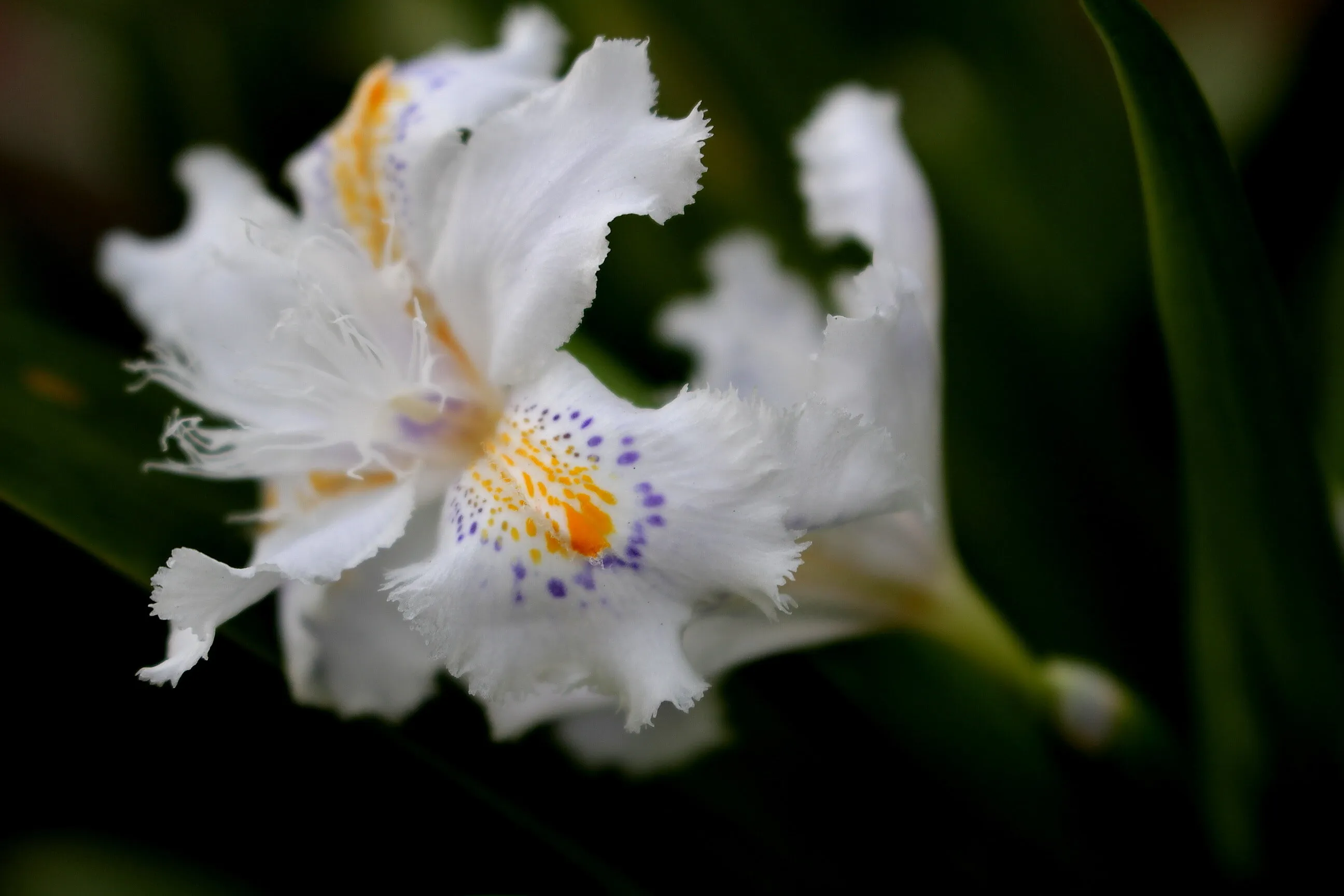 cotton flower