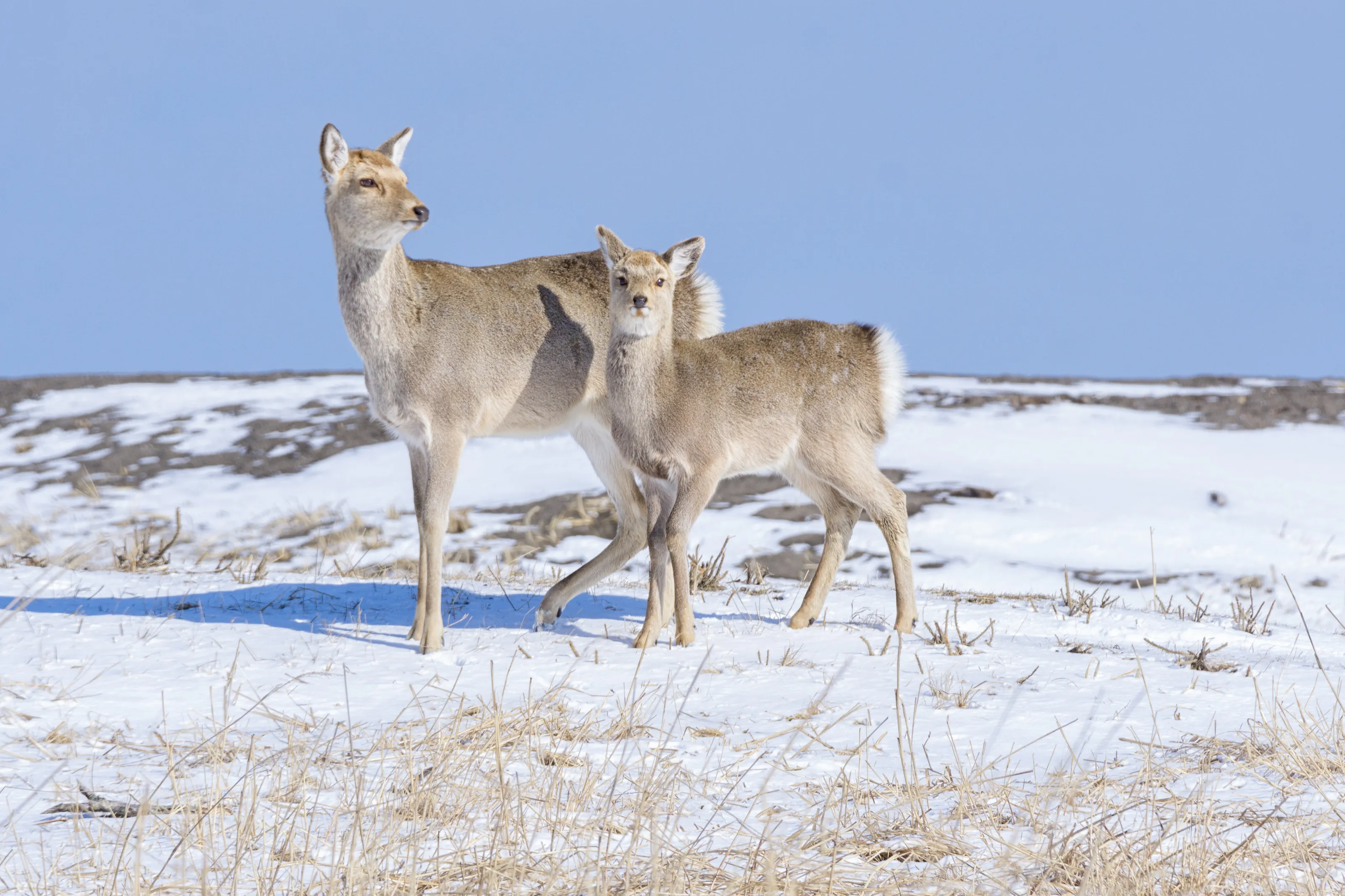 Winter Deer