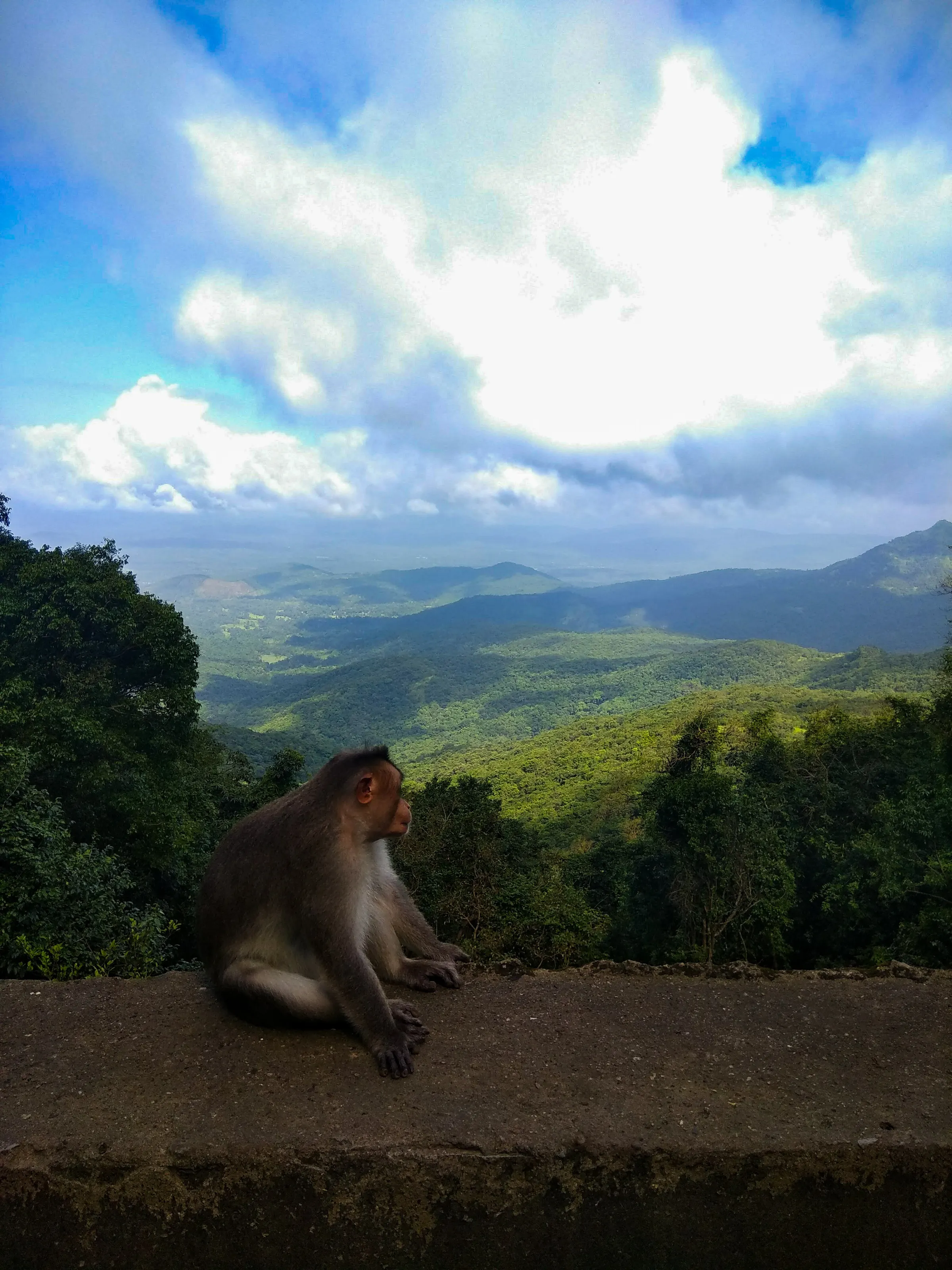 Monkey on the Wall