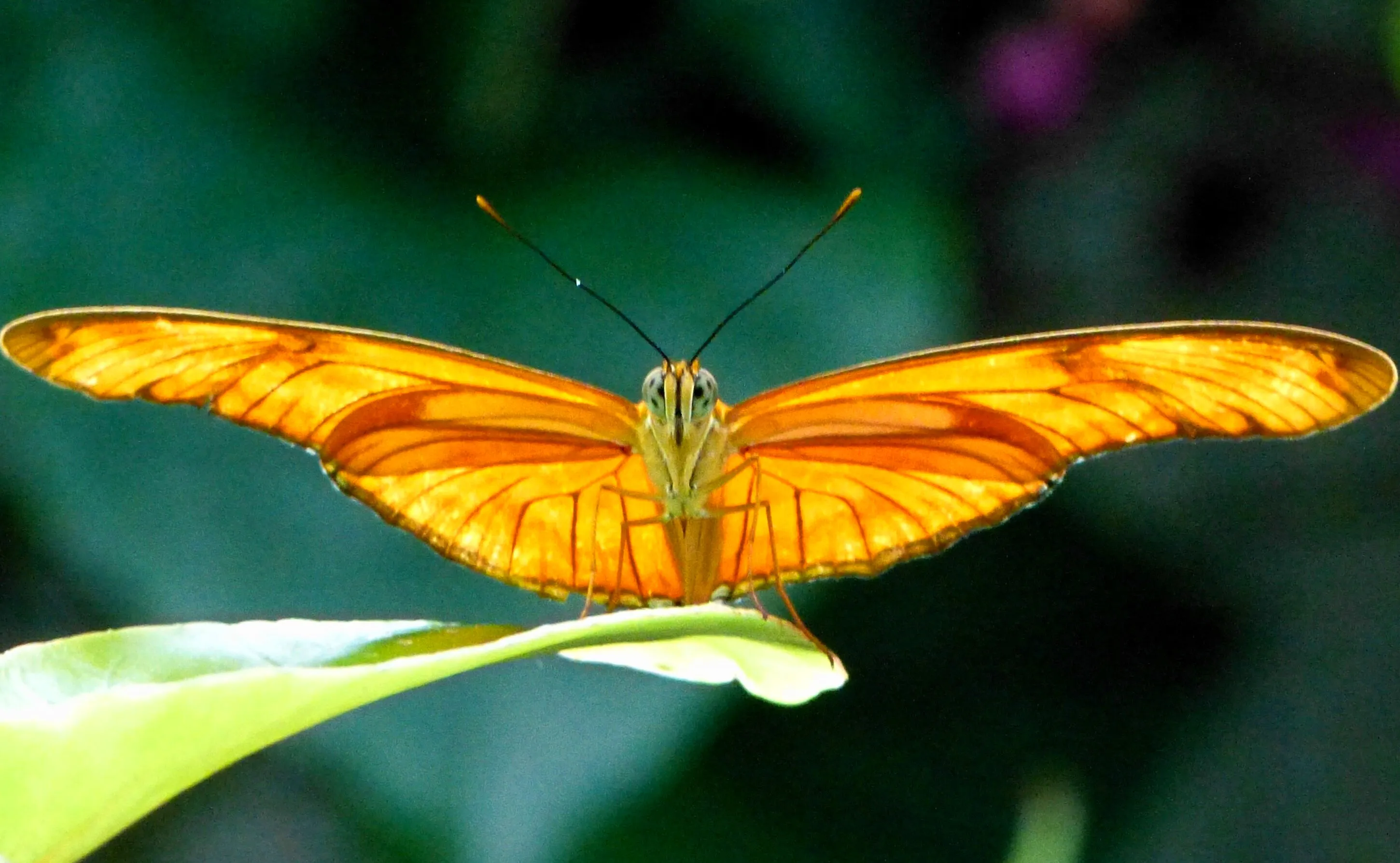 butterfly