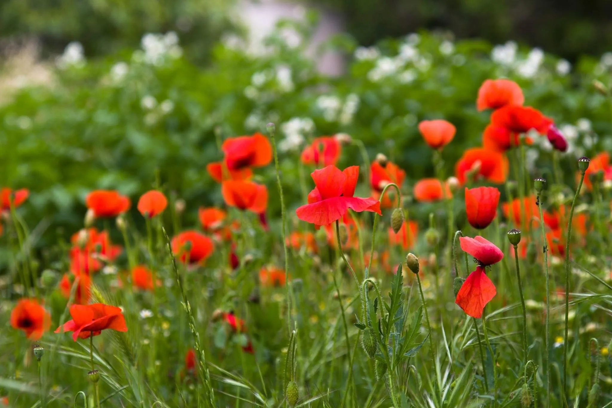 Small field of Red Poppies
