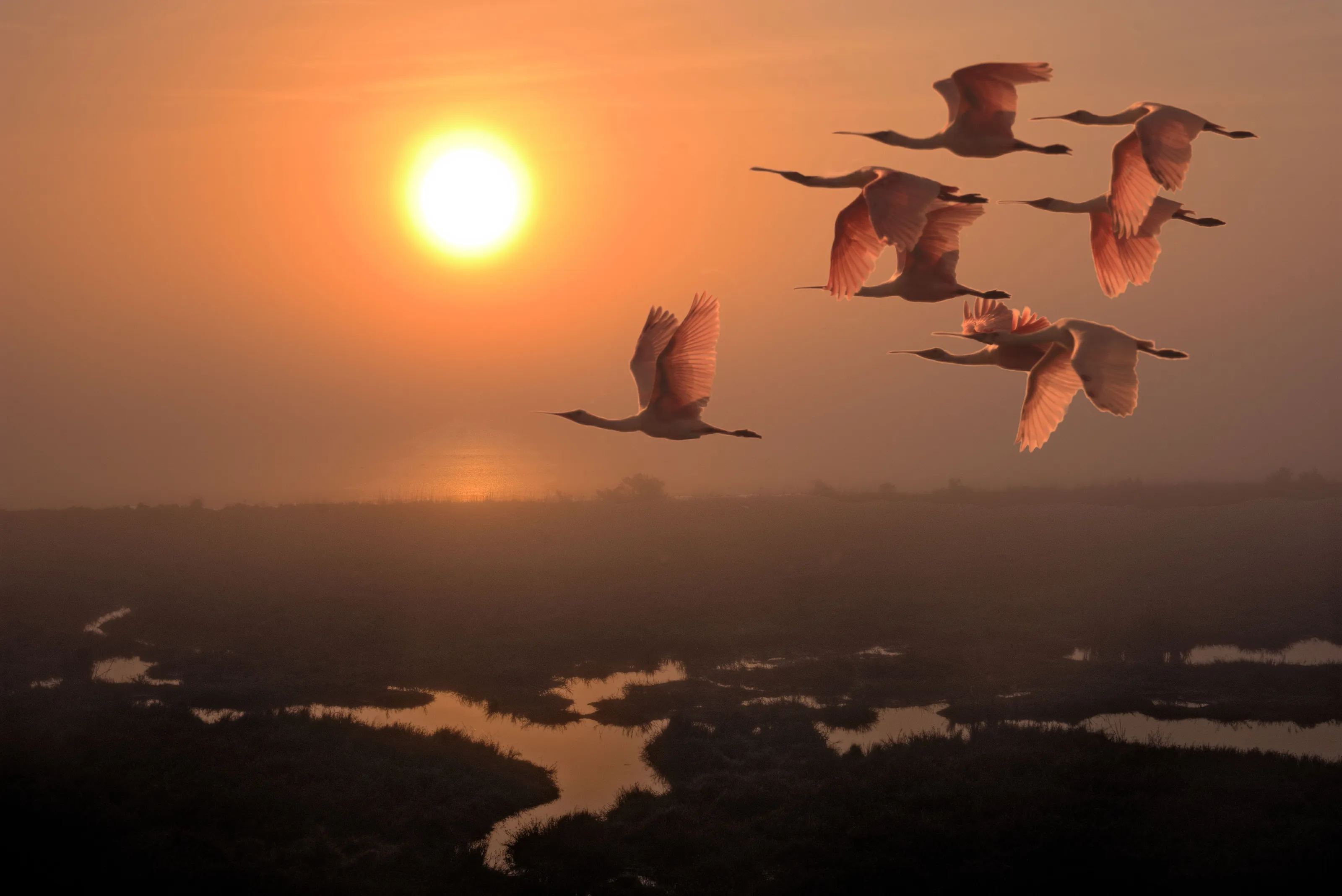 Morning Flight