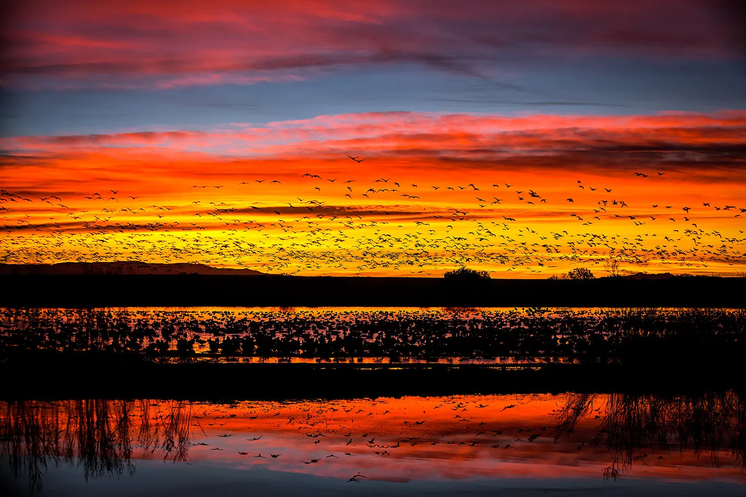 Bosque Sunrise