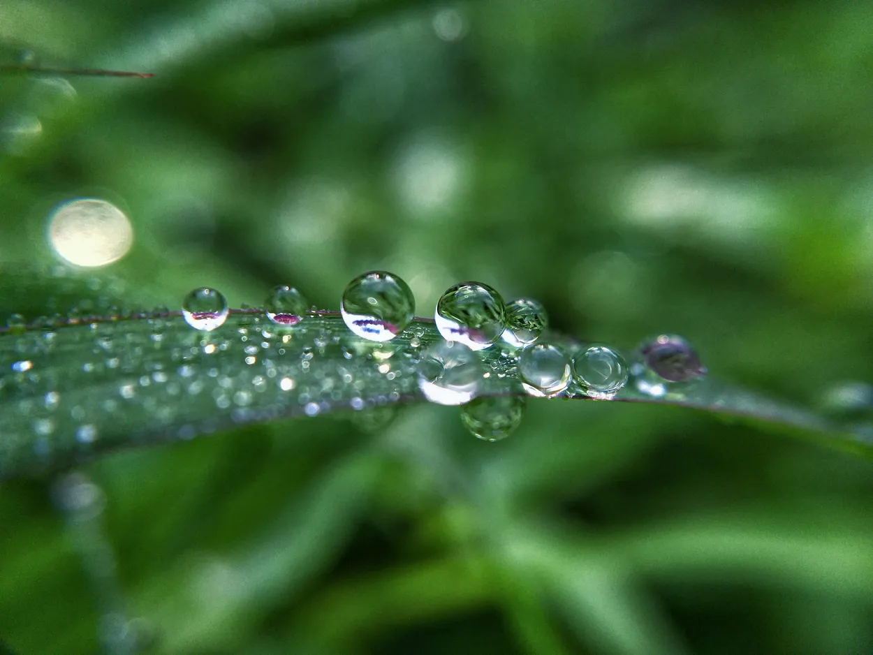 Entry 8285688