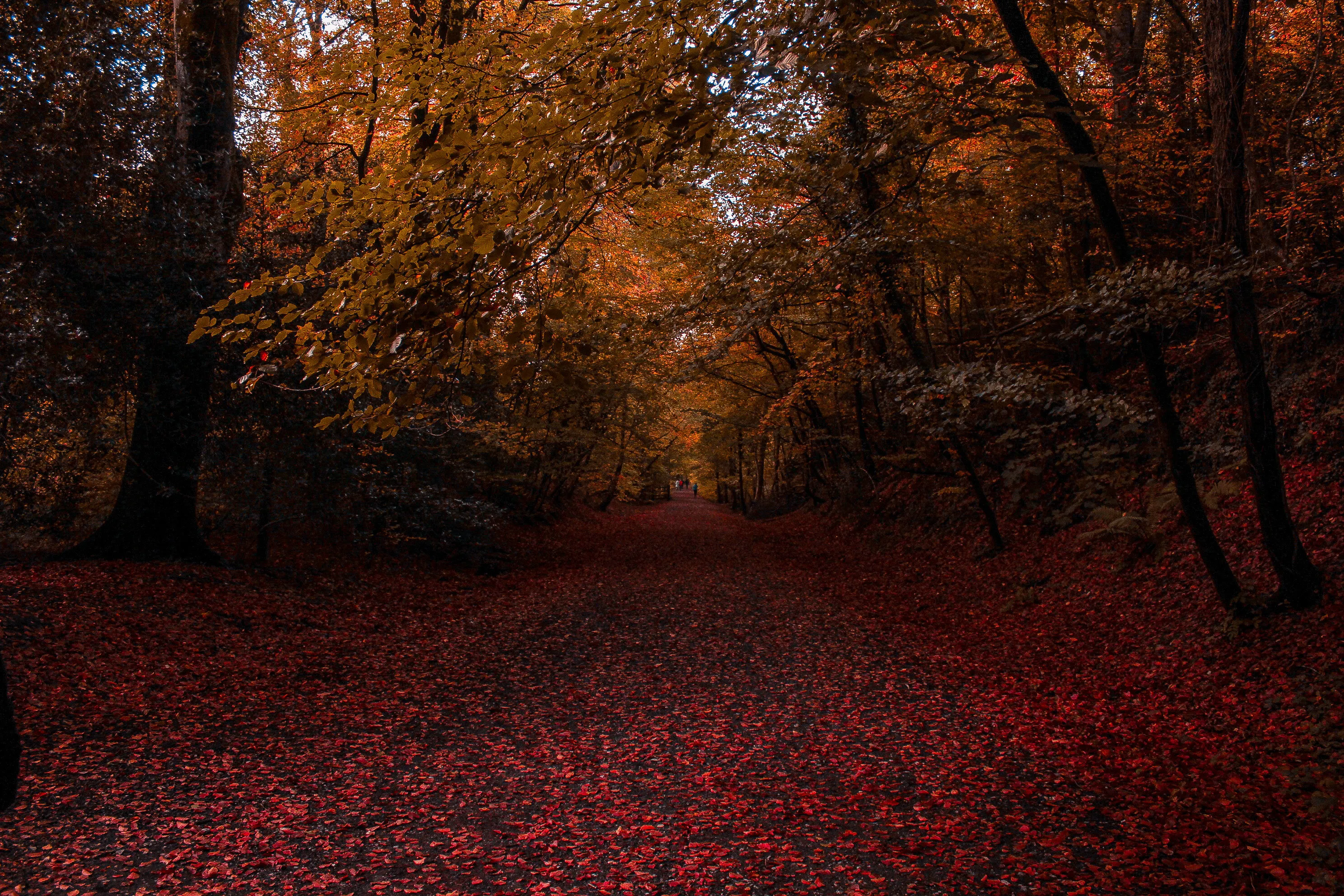 Parke Path