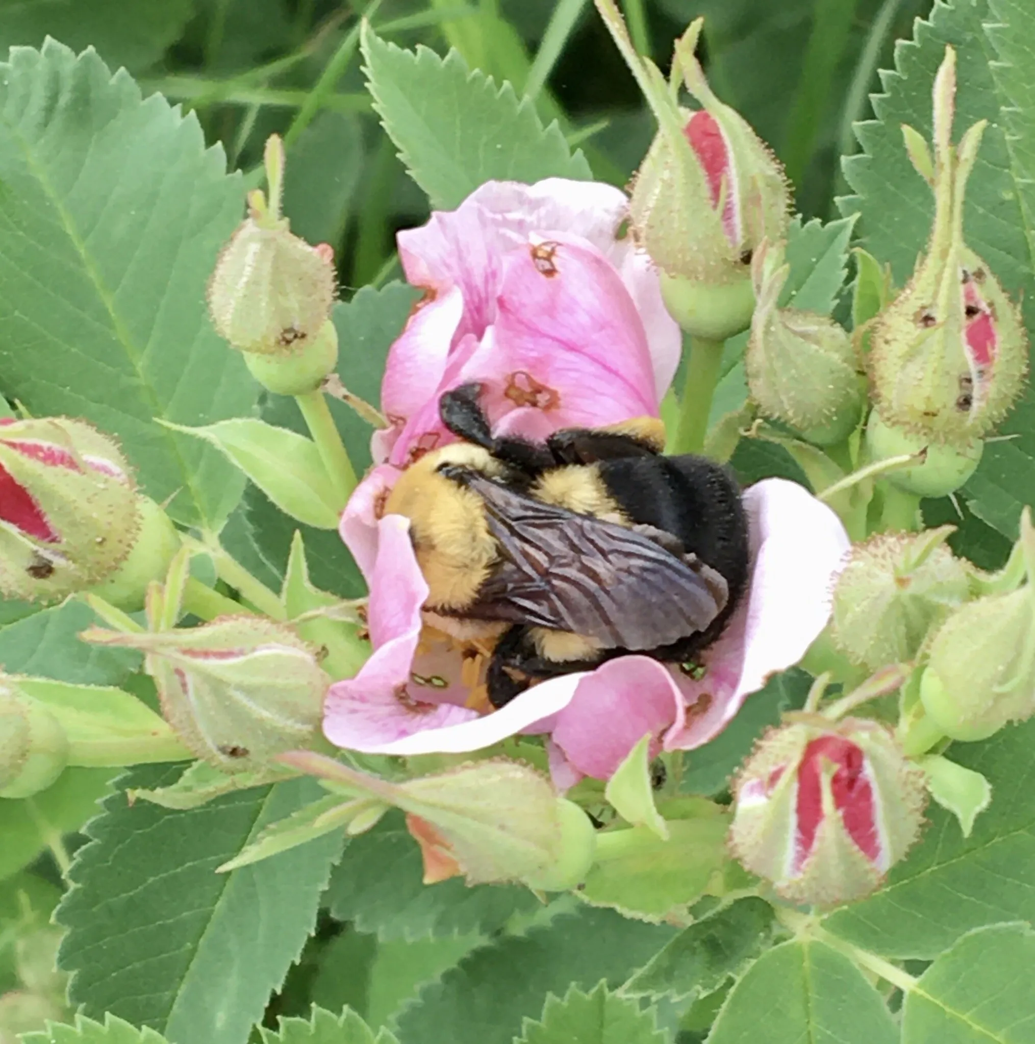 Sweet Dreams Bumble Bee