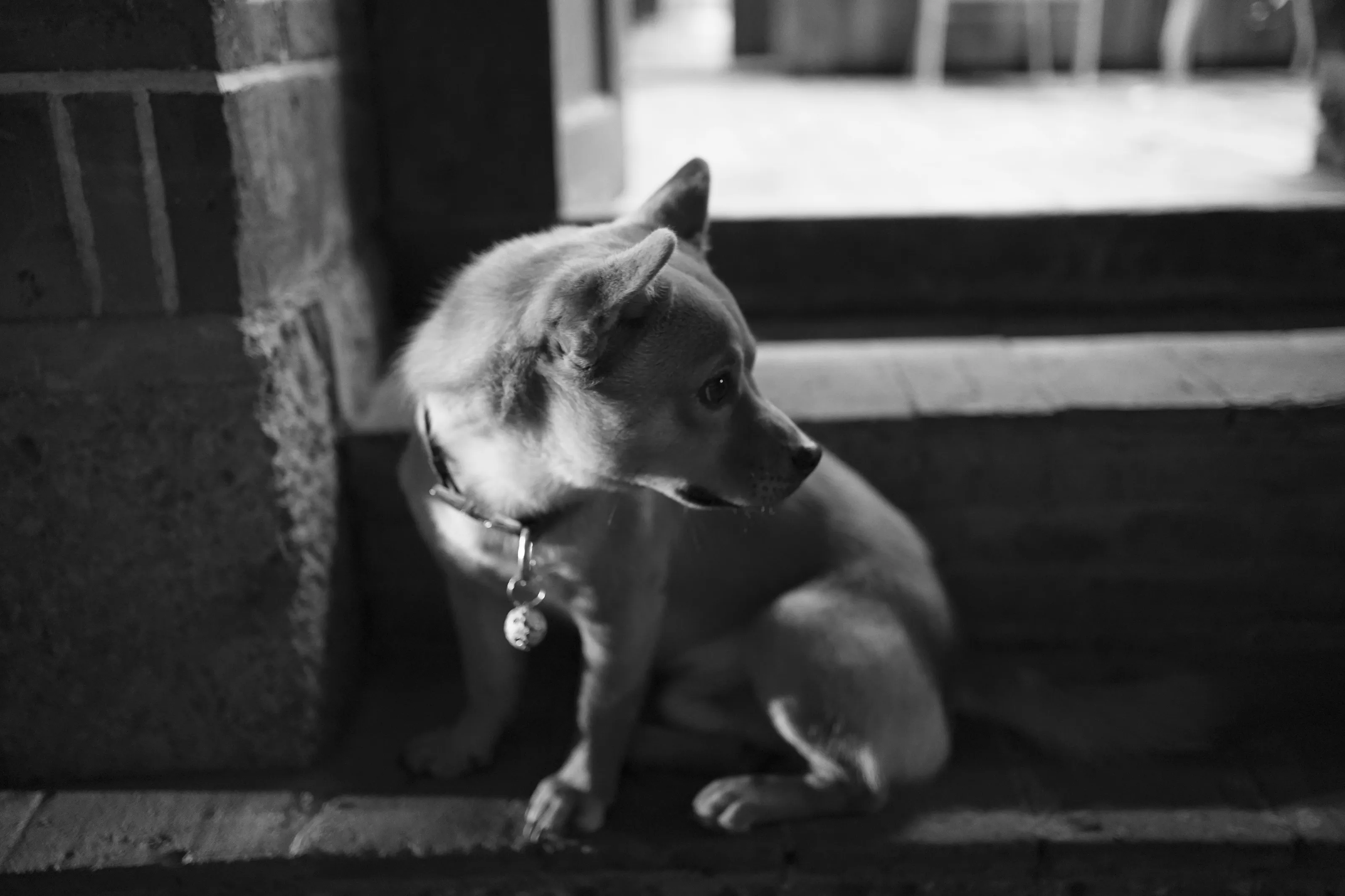 Puppy on a step