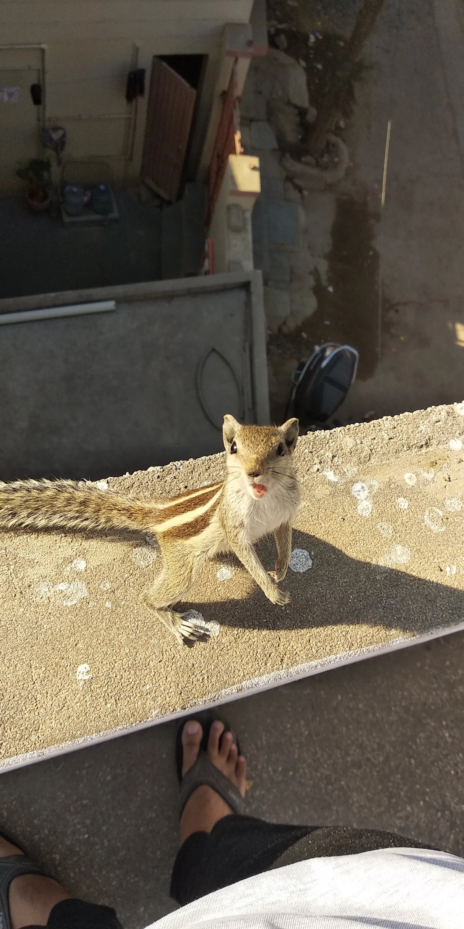 Squirrel