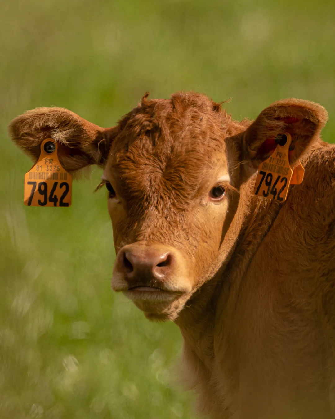 a calfs future.