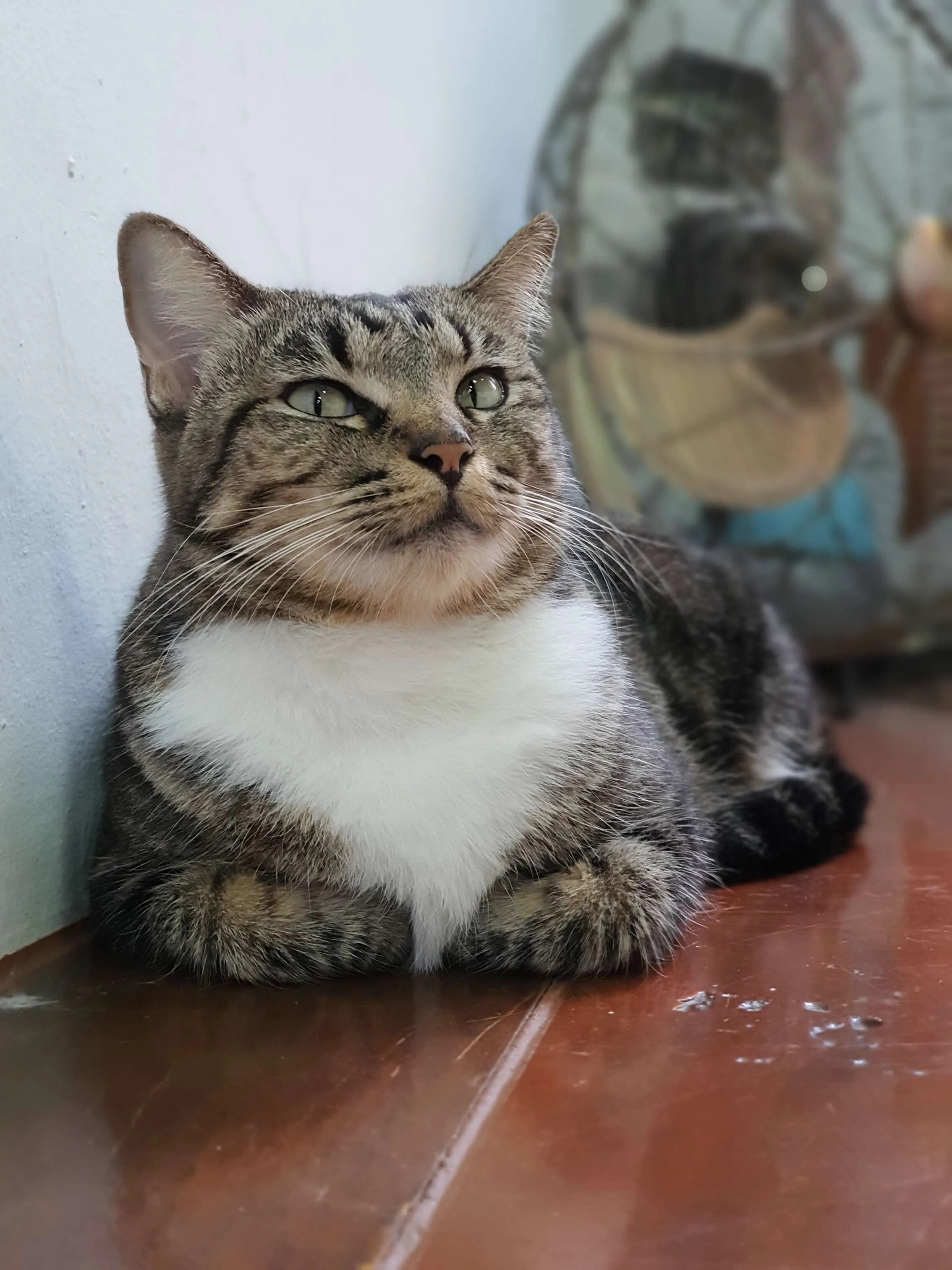 ~ Chilling like a cat ~