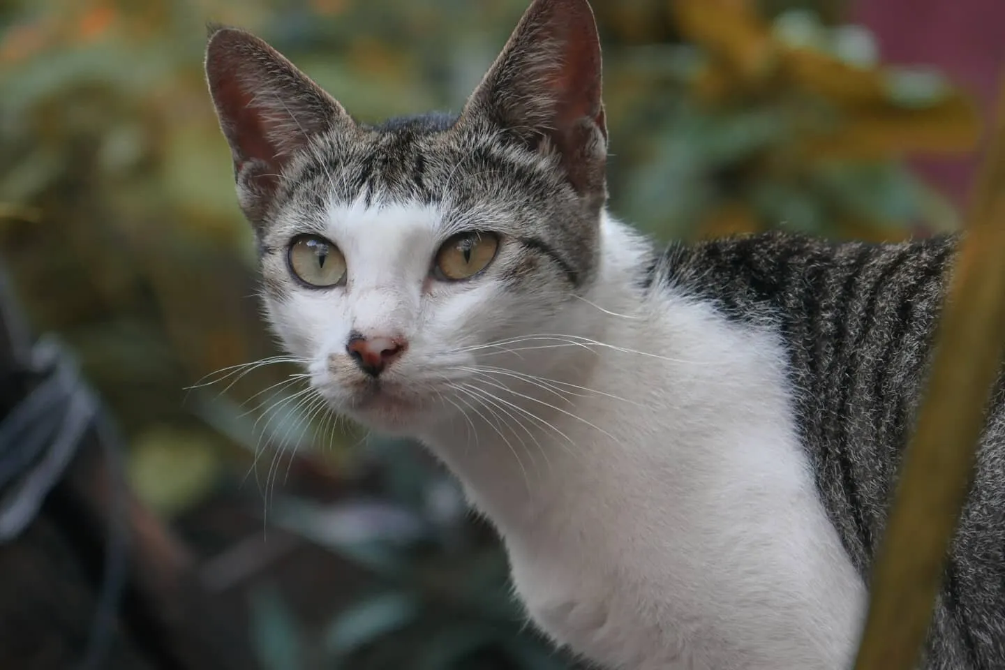 Srilankan Cat