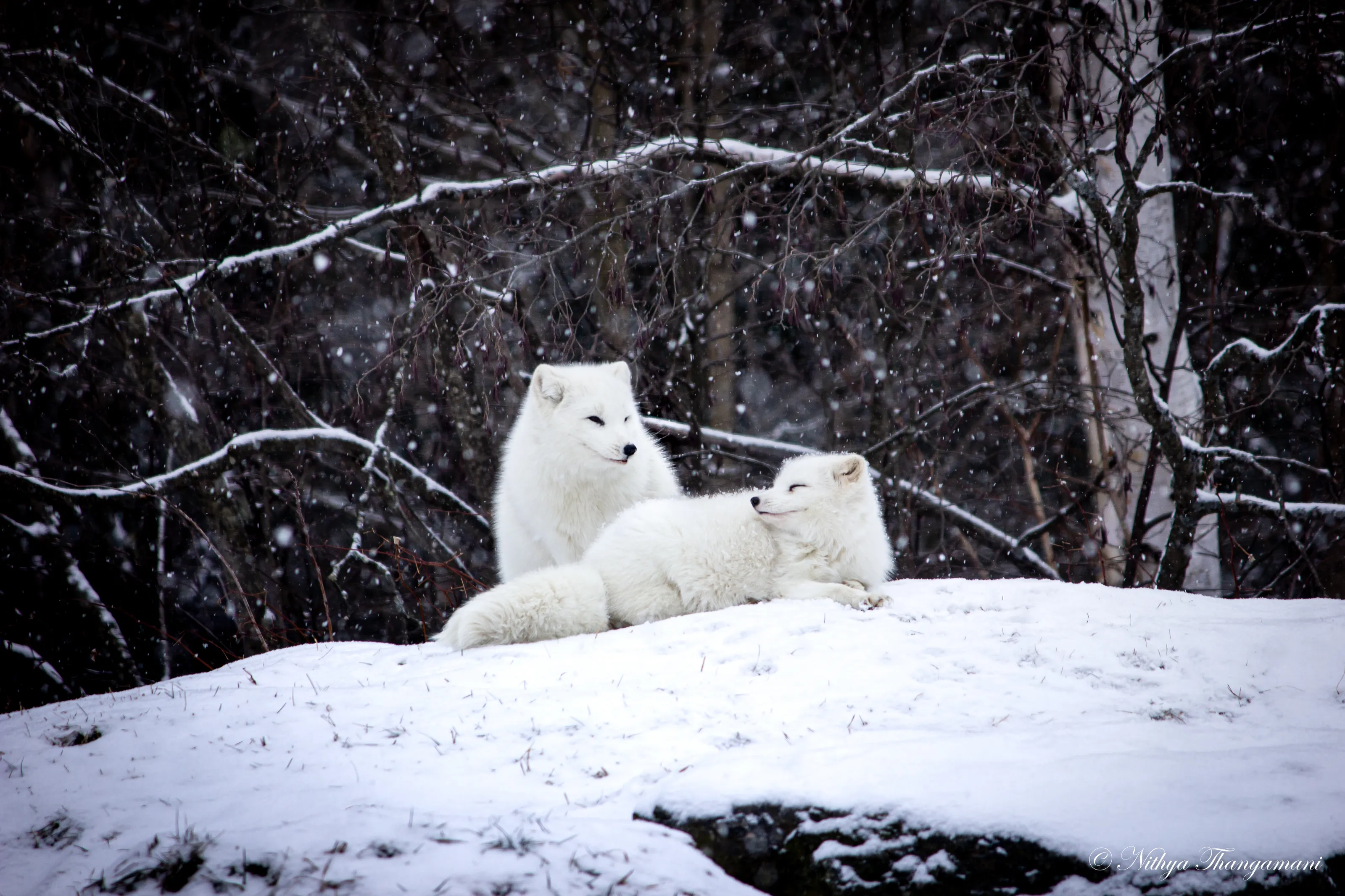 Snow fox