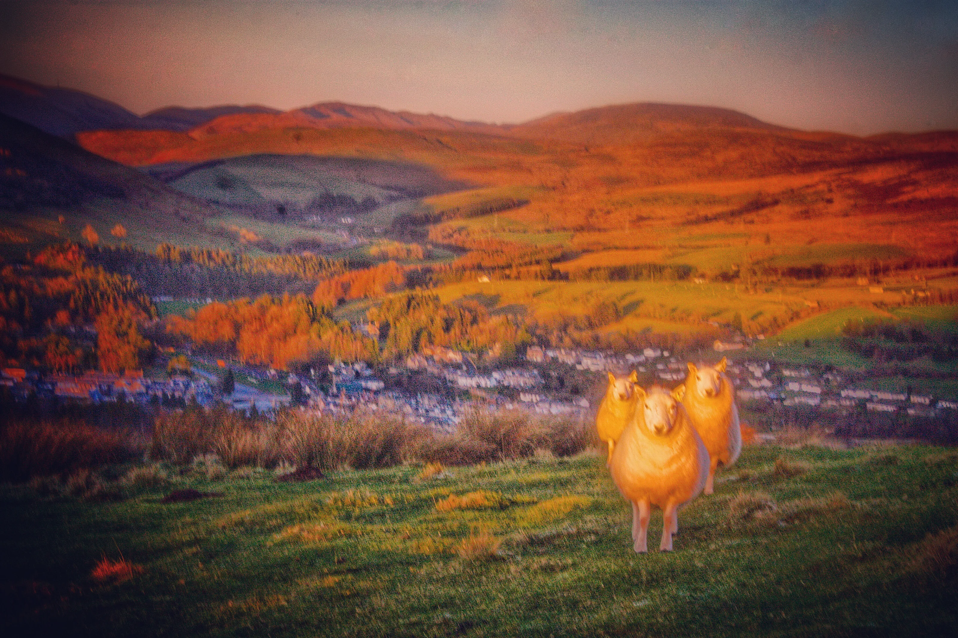 Sheep at sunset, Langholm, Scotland