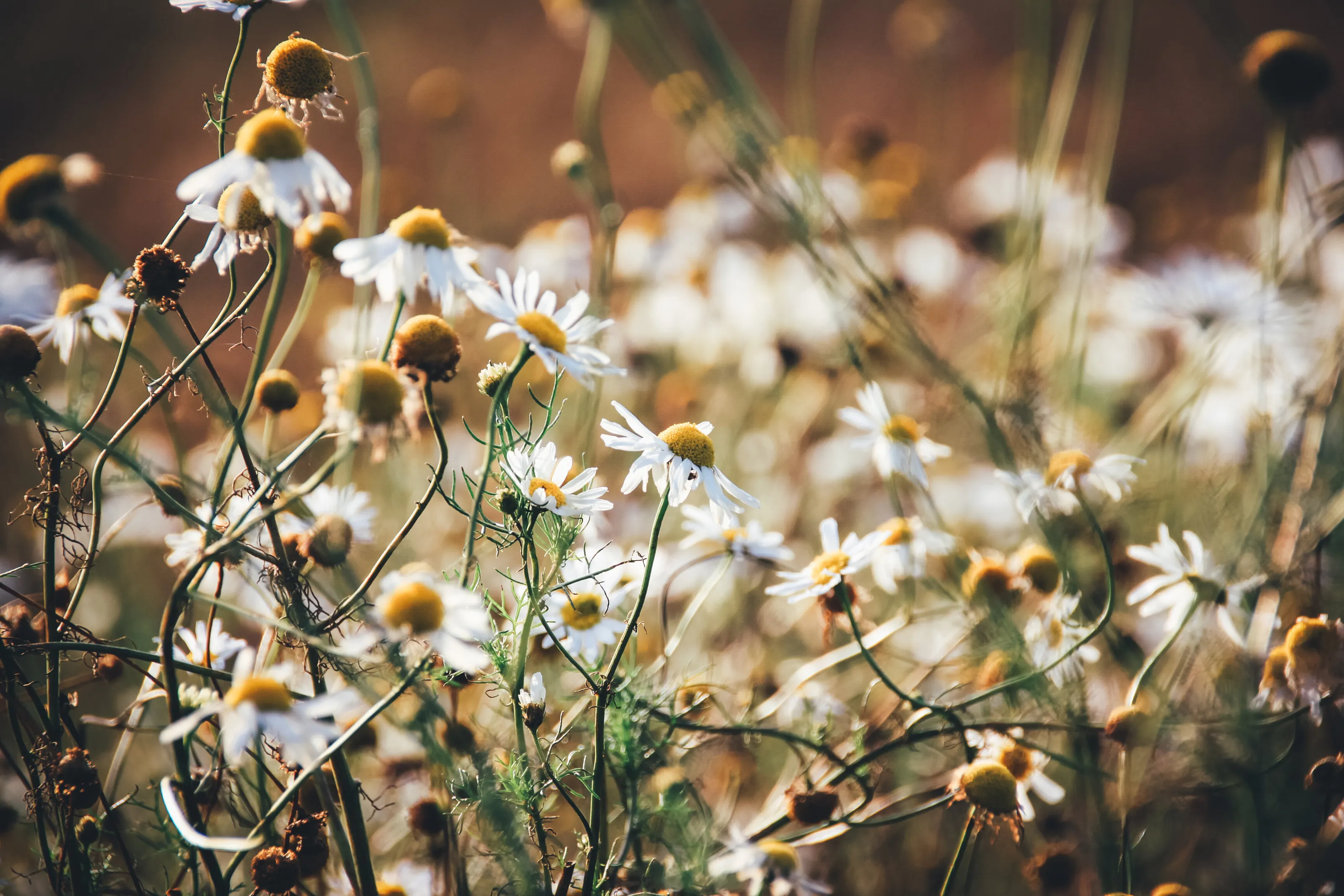 Daisy´s