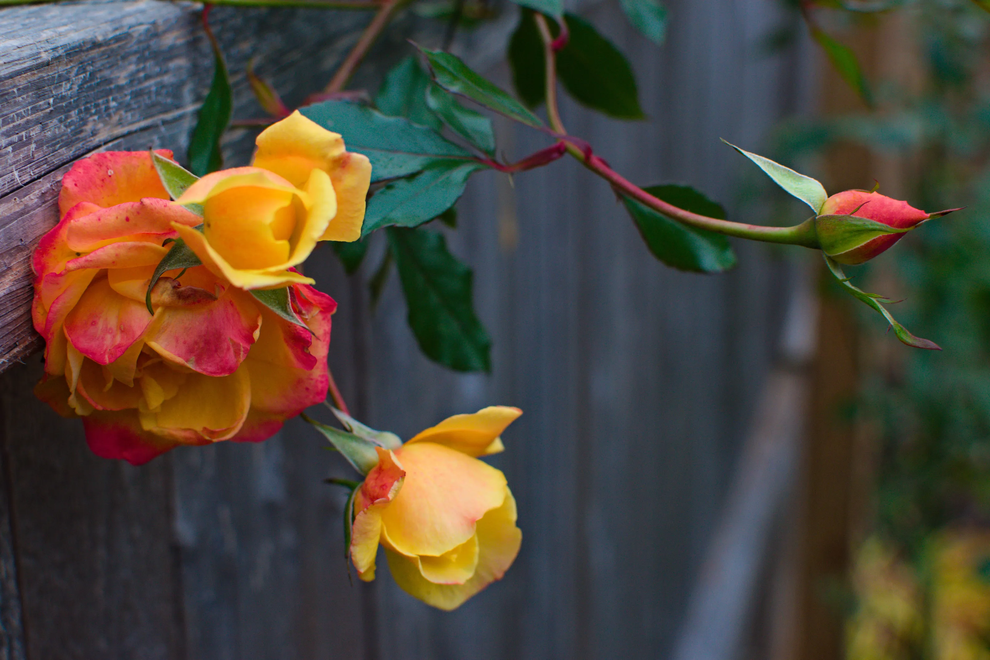 Rose Along A Fence