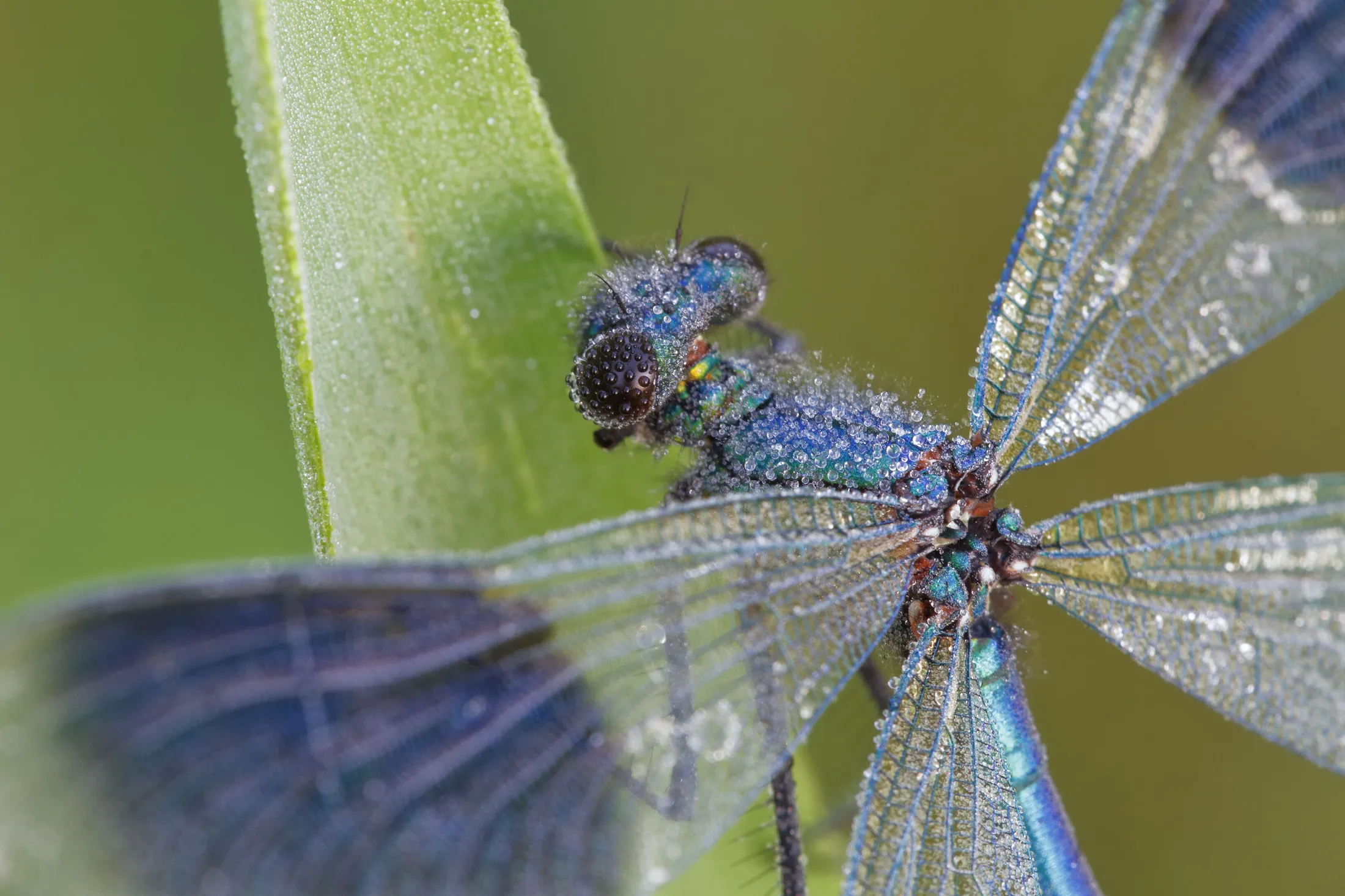 Demoiselle Jewel
