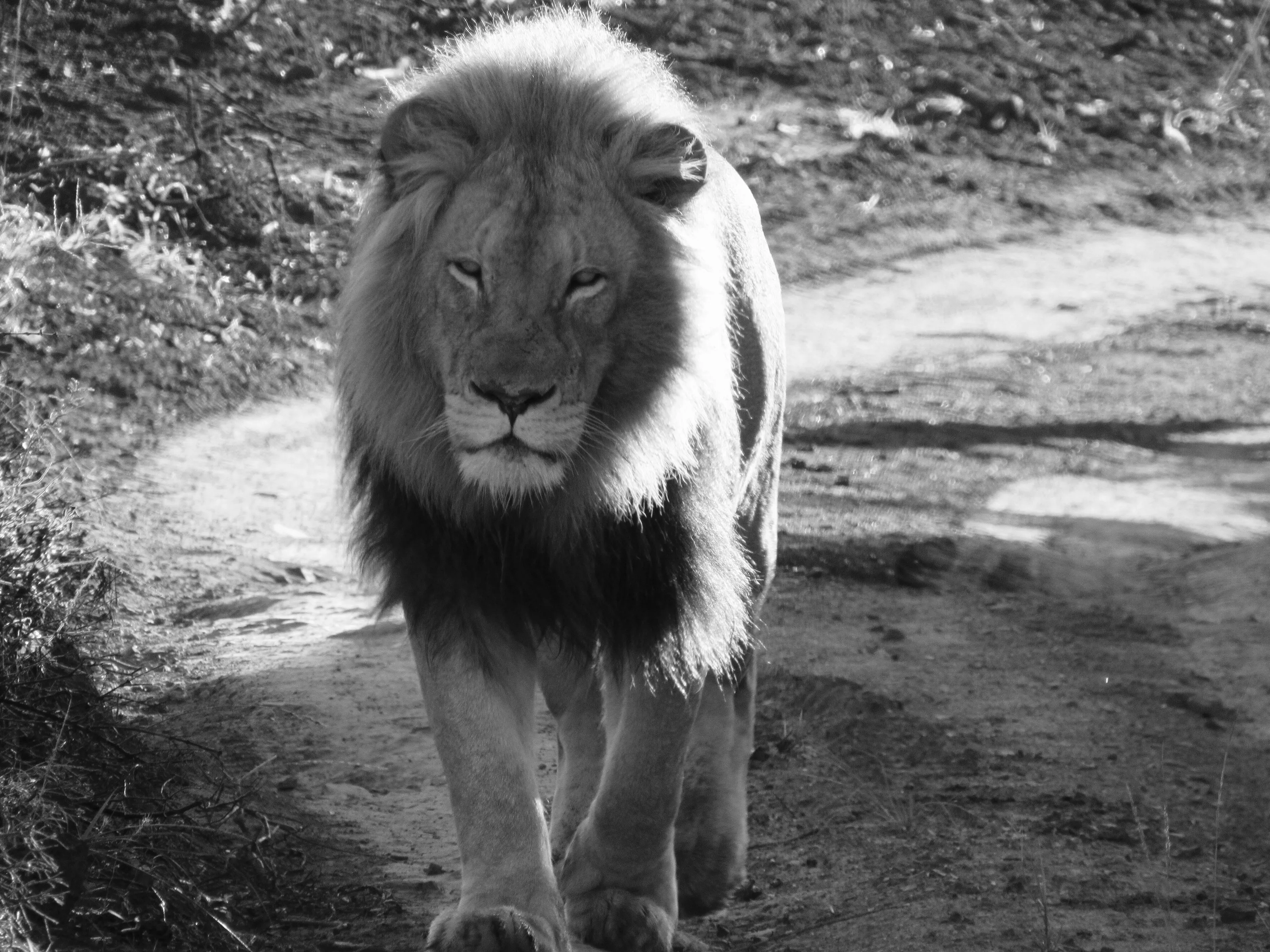 Lion king