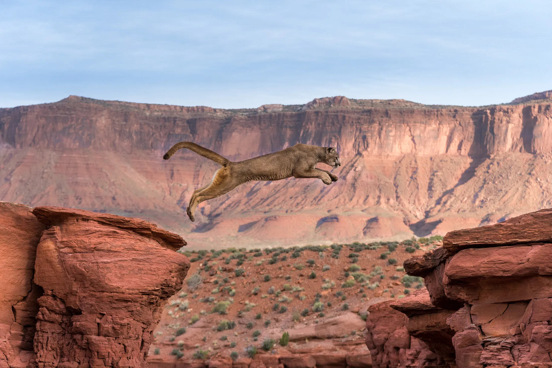 Leaping Mountain Lion