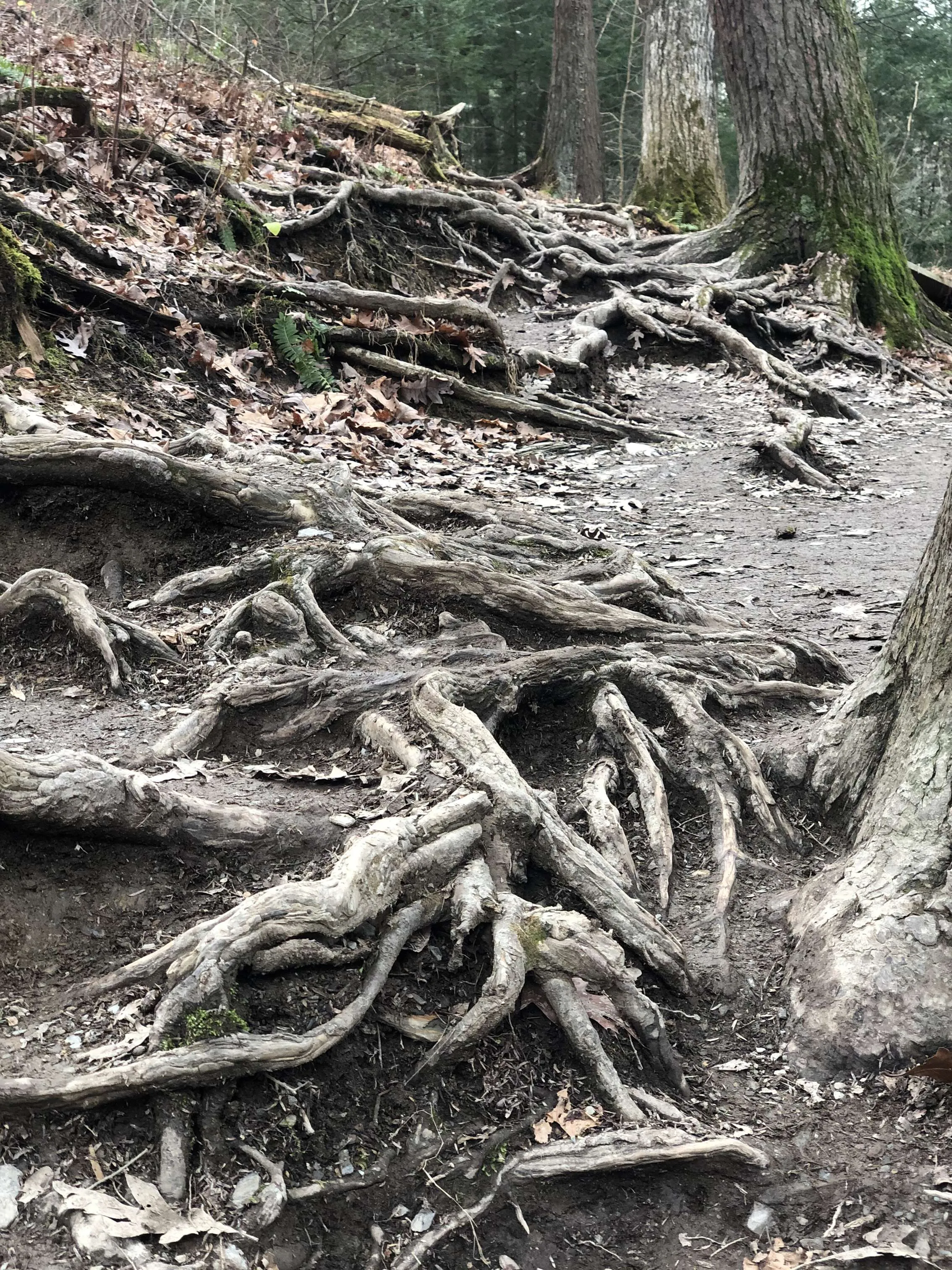 Intertwine