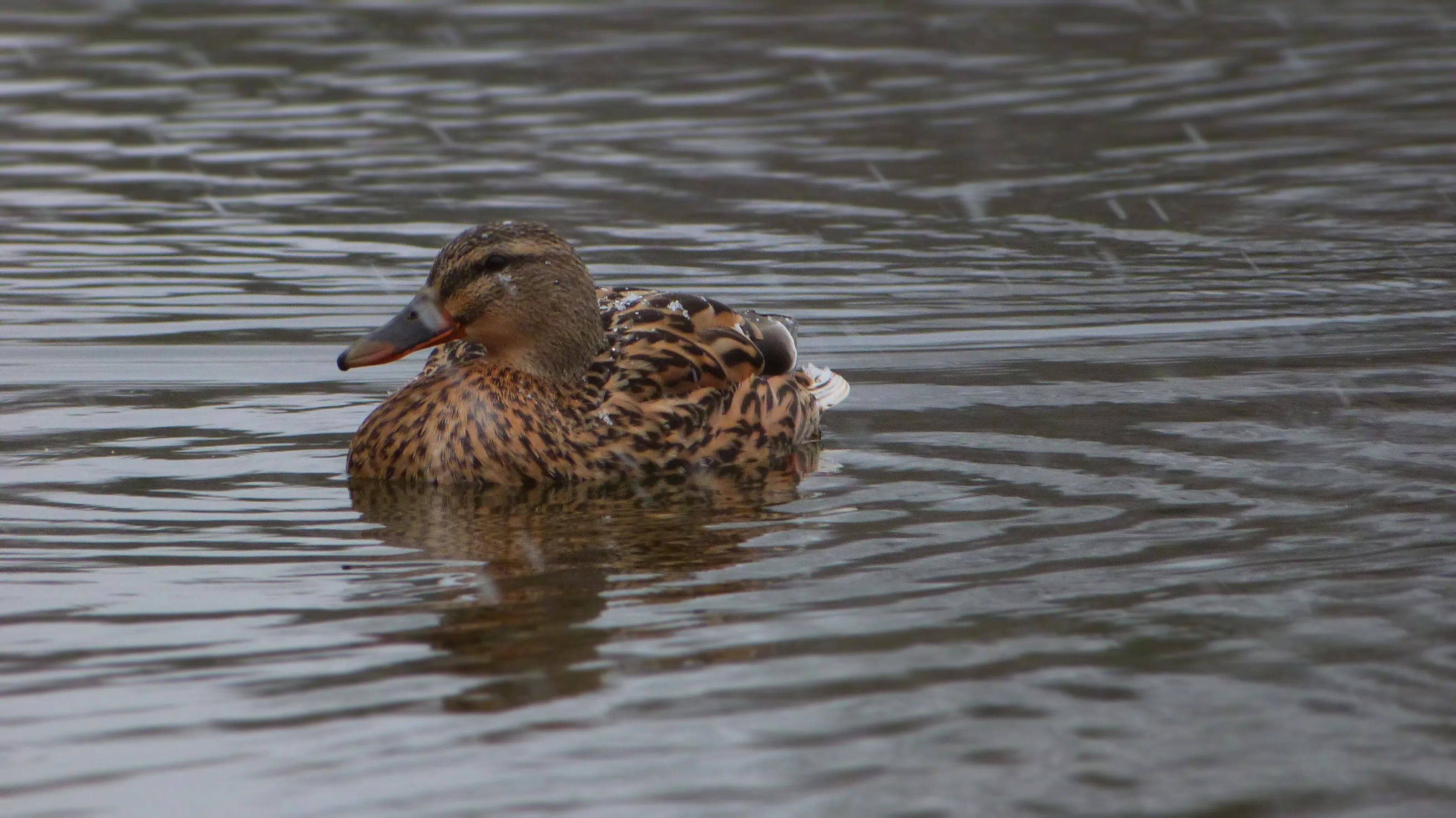 Duck in water