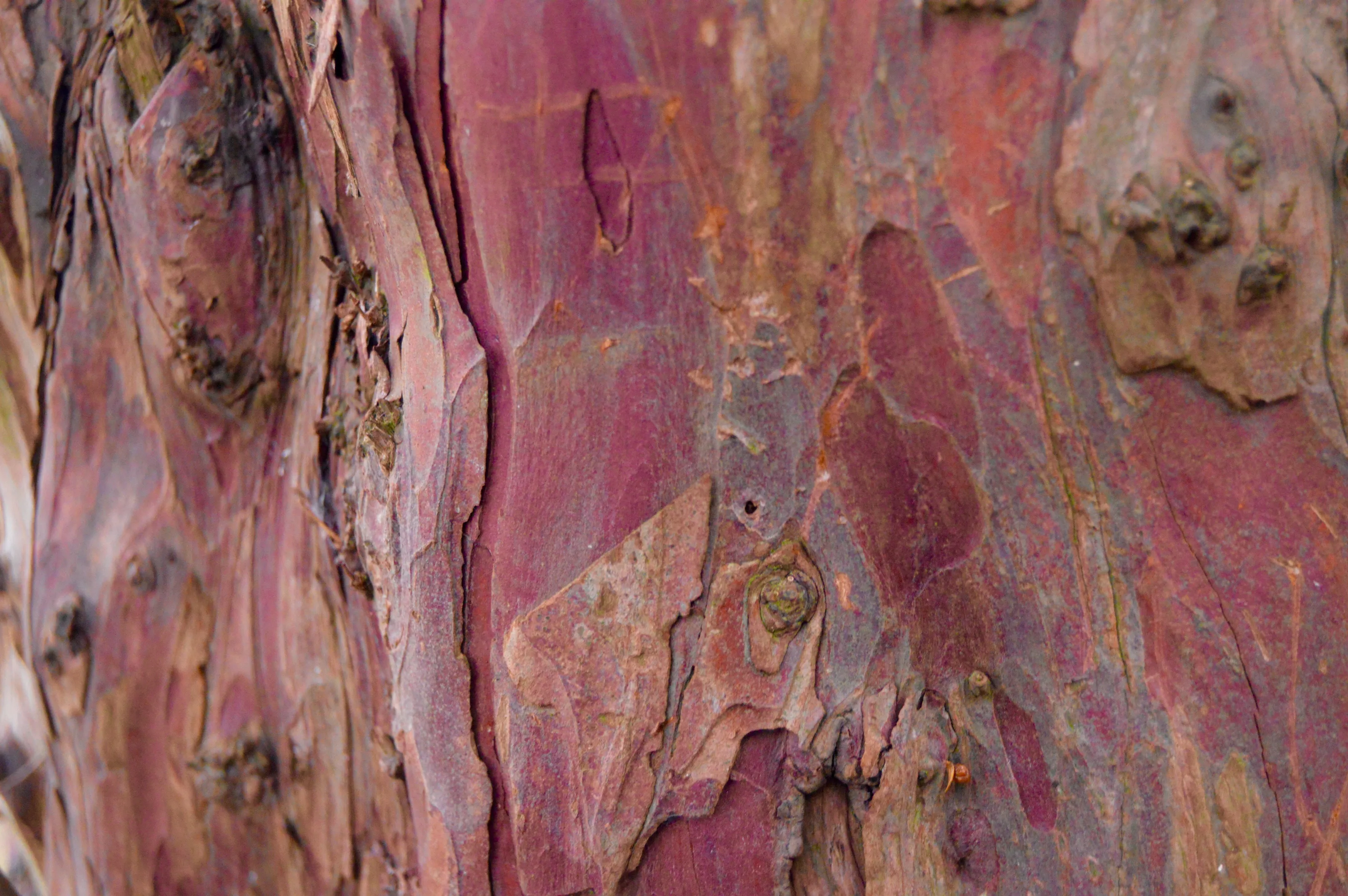 Pink Bark