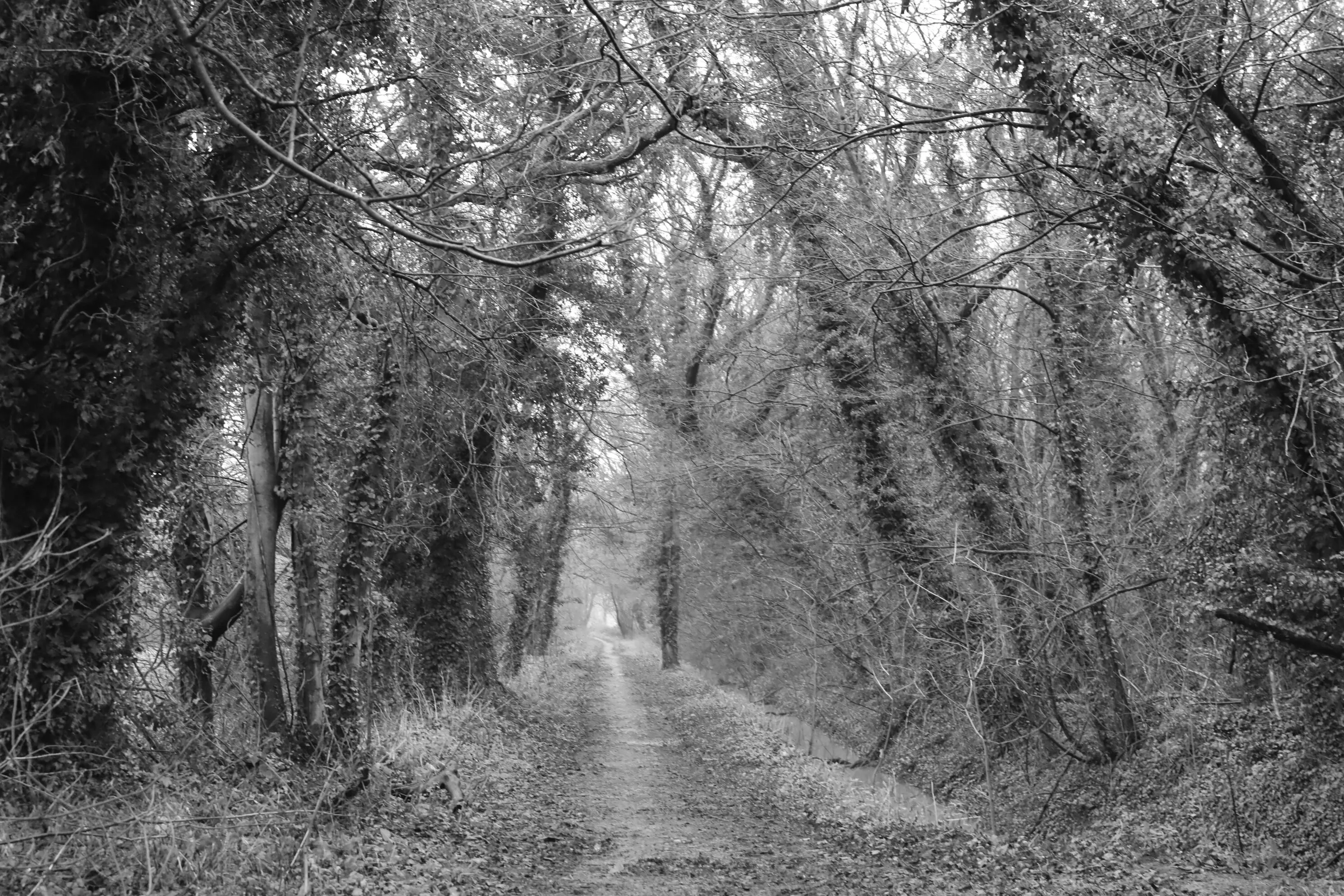 Winter walk
