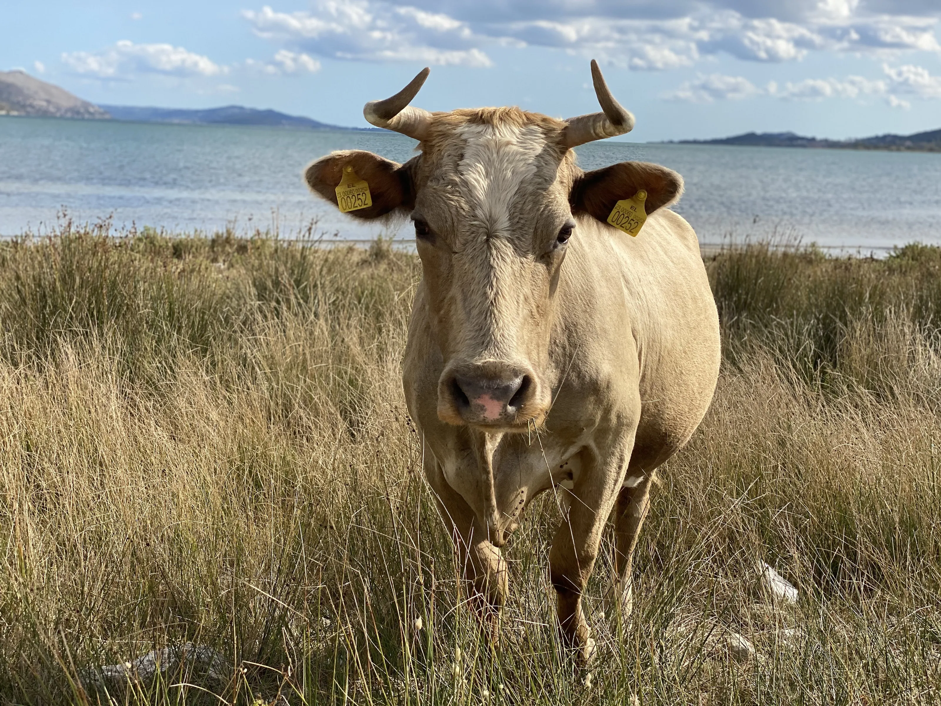 Wild cow