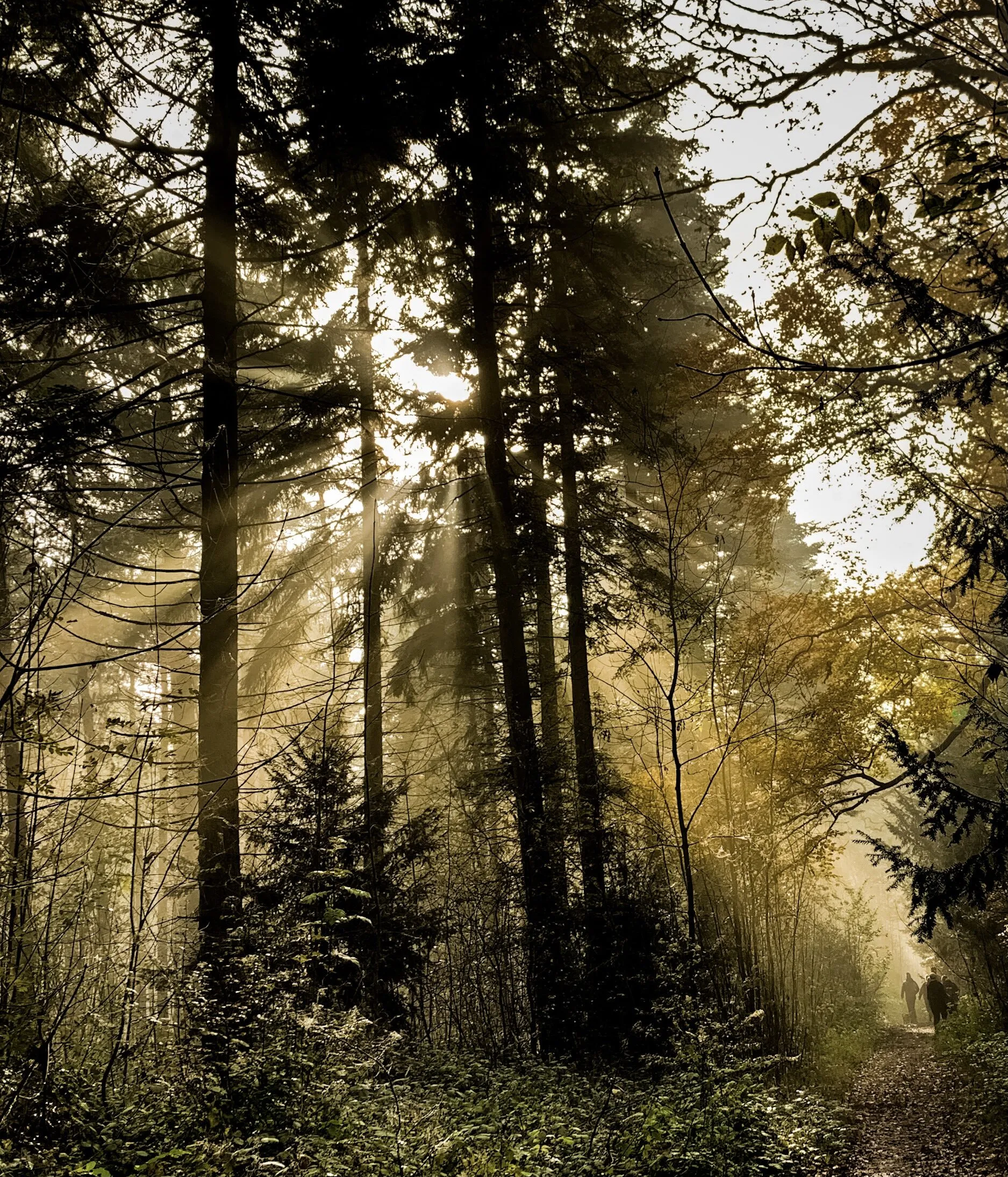 Misty Woods