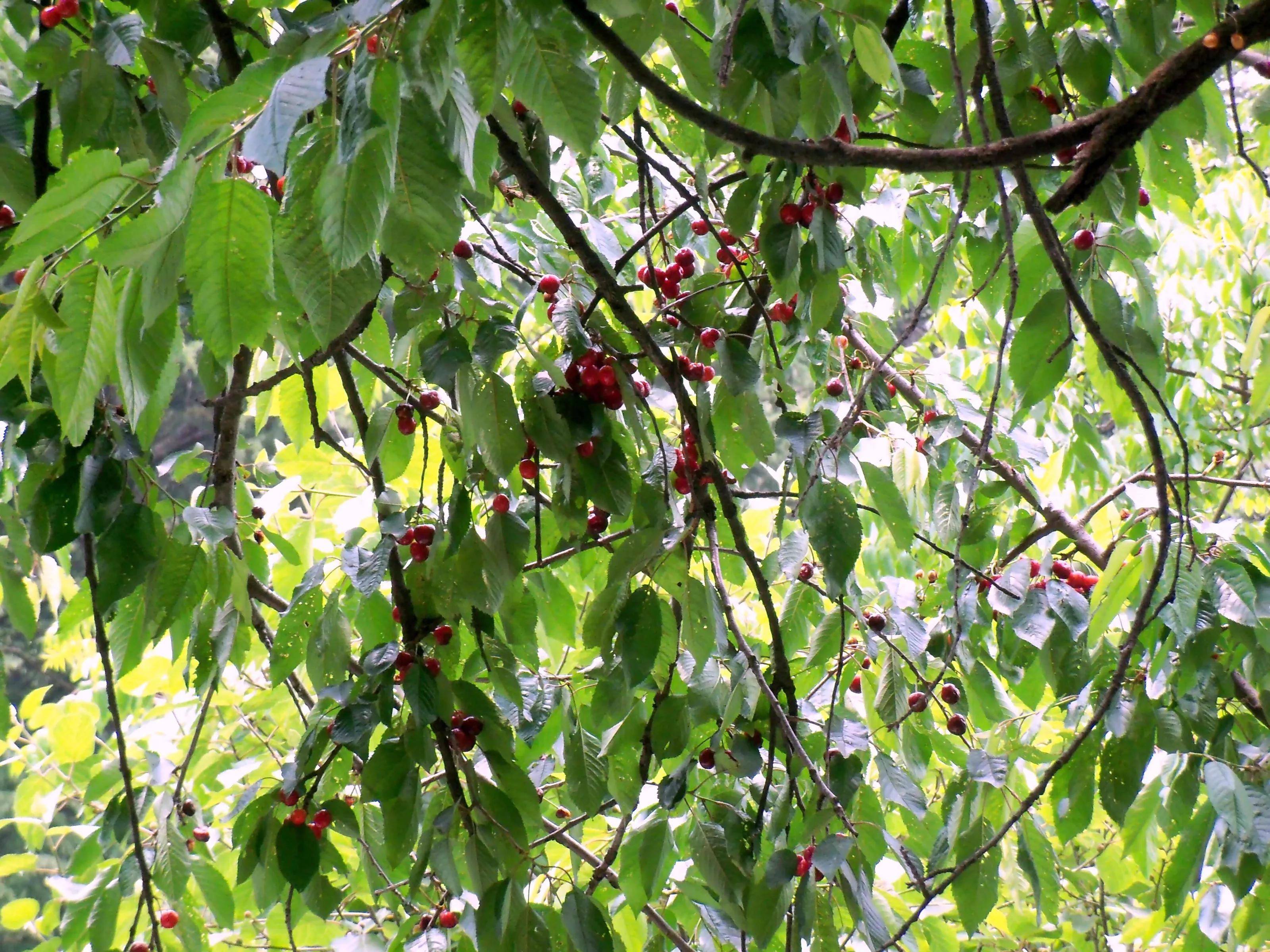Cherry in Manali, India