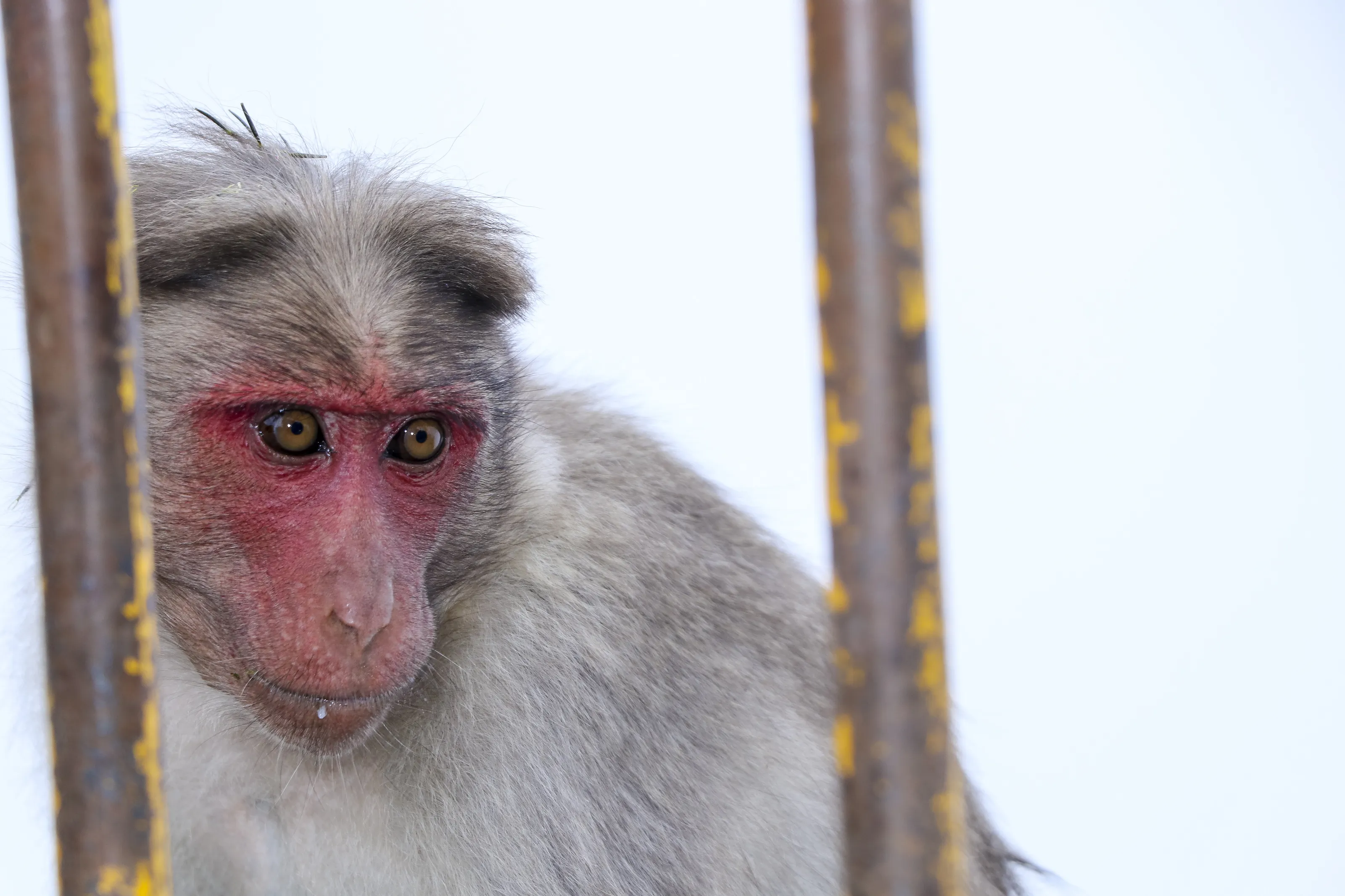 monkey closeup