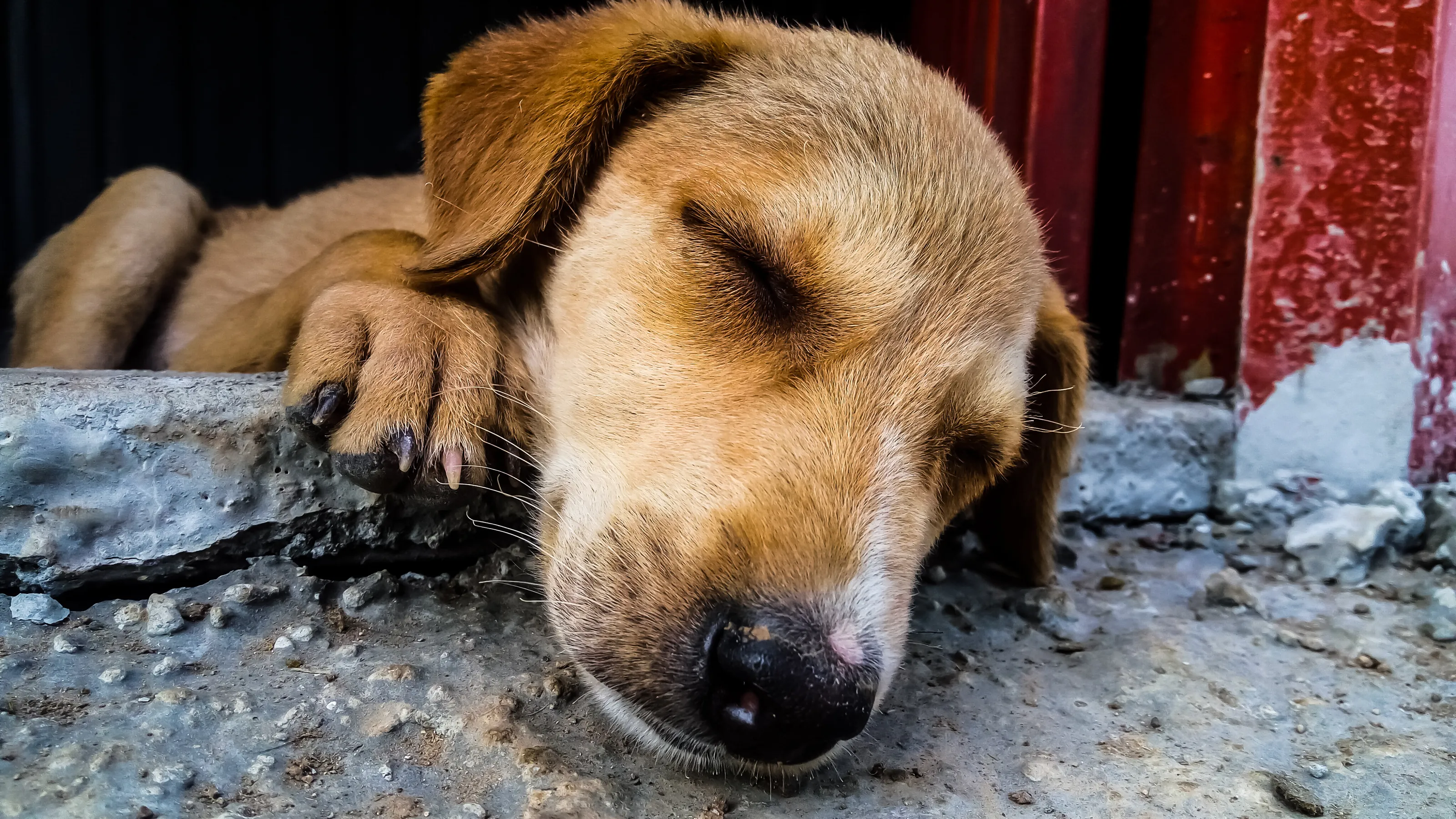 Sleepy Dog