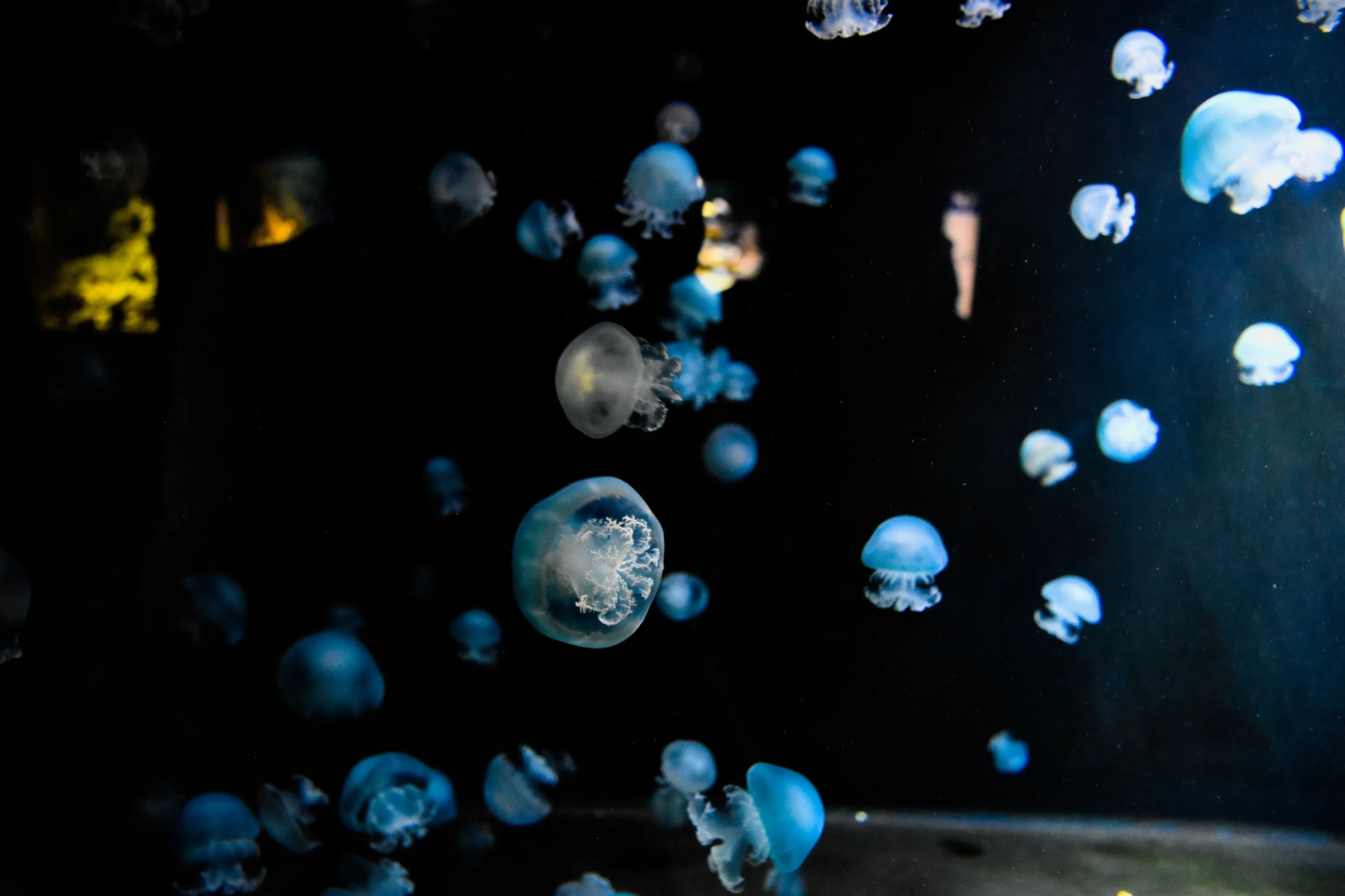 Multiple jellys