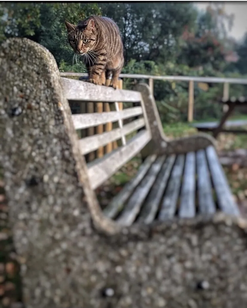 Cat Walk