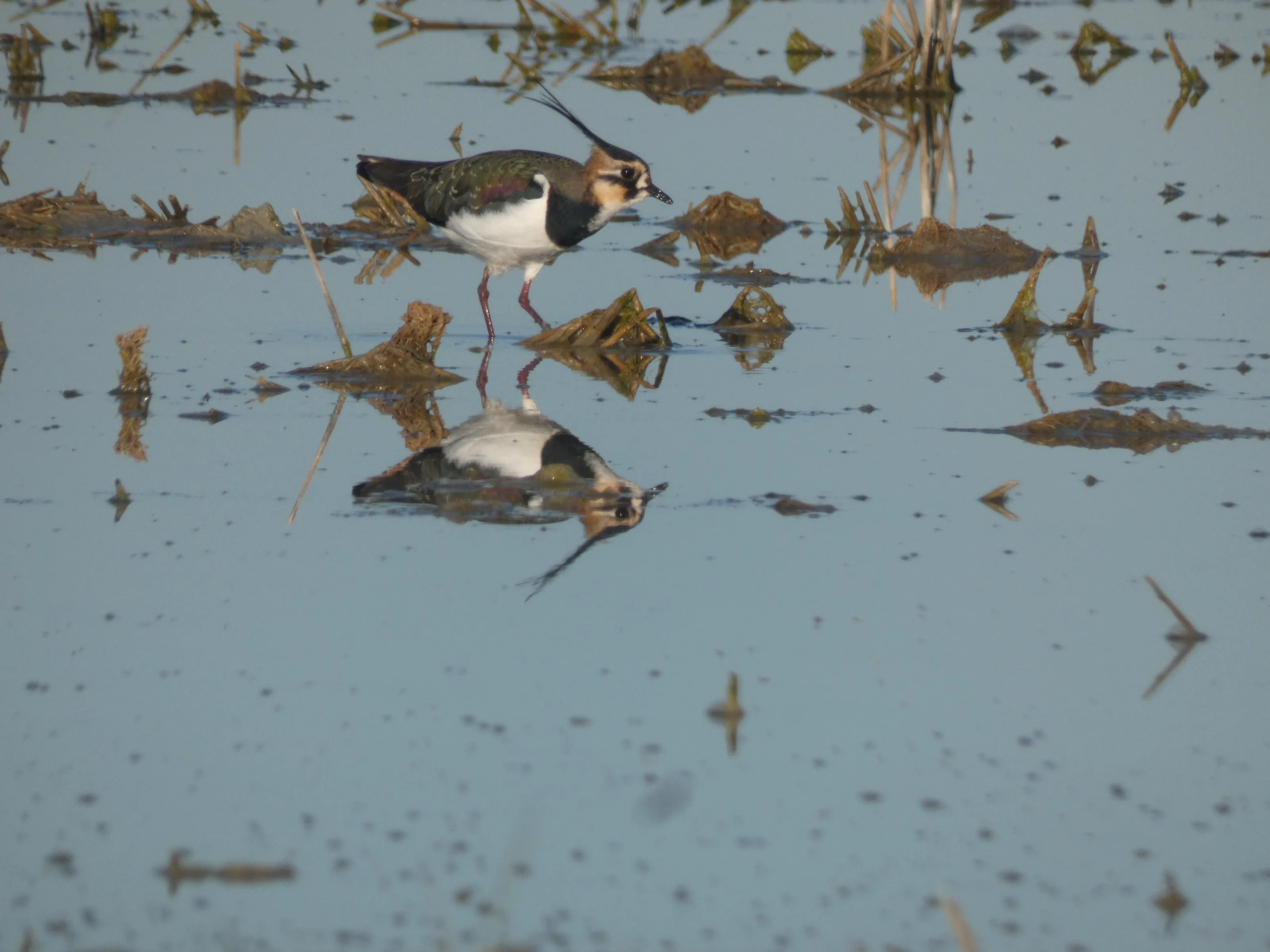 Lapwing