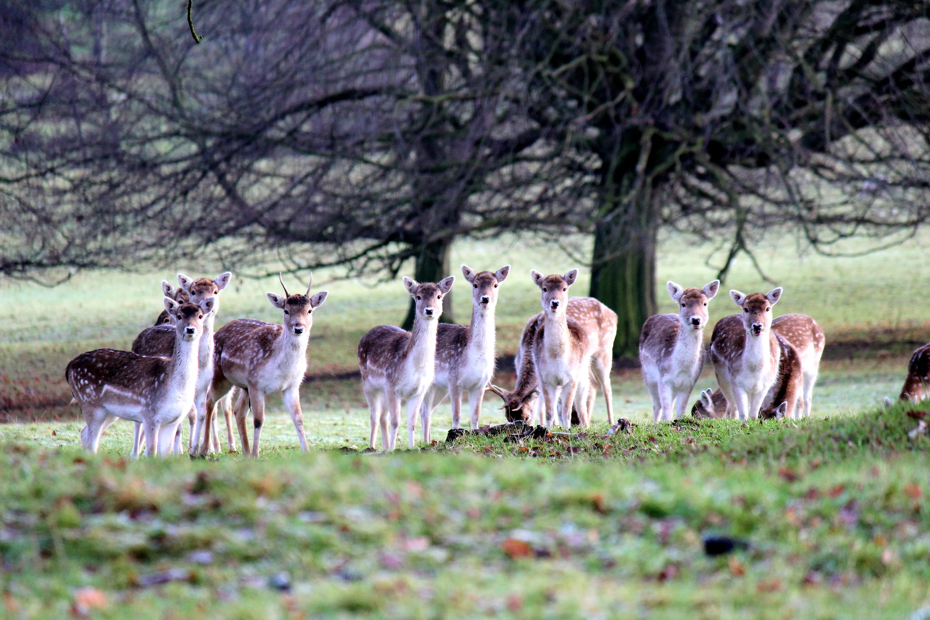 Deer