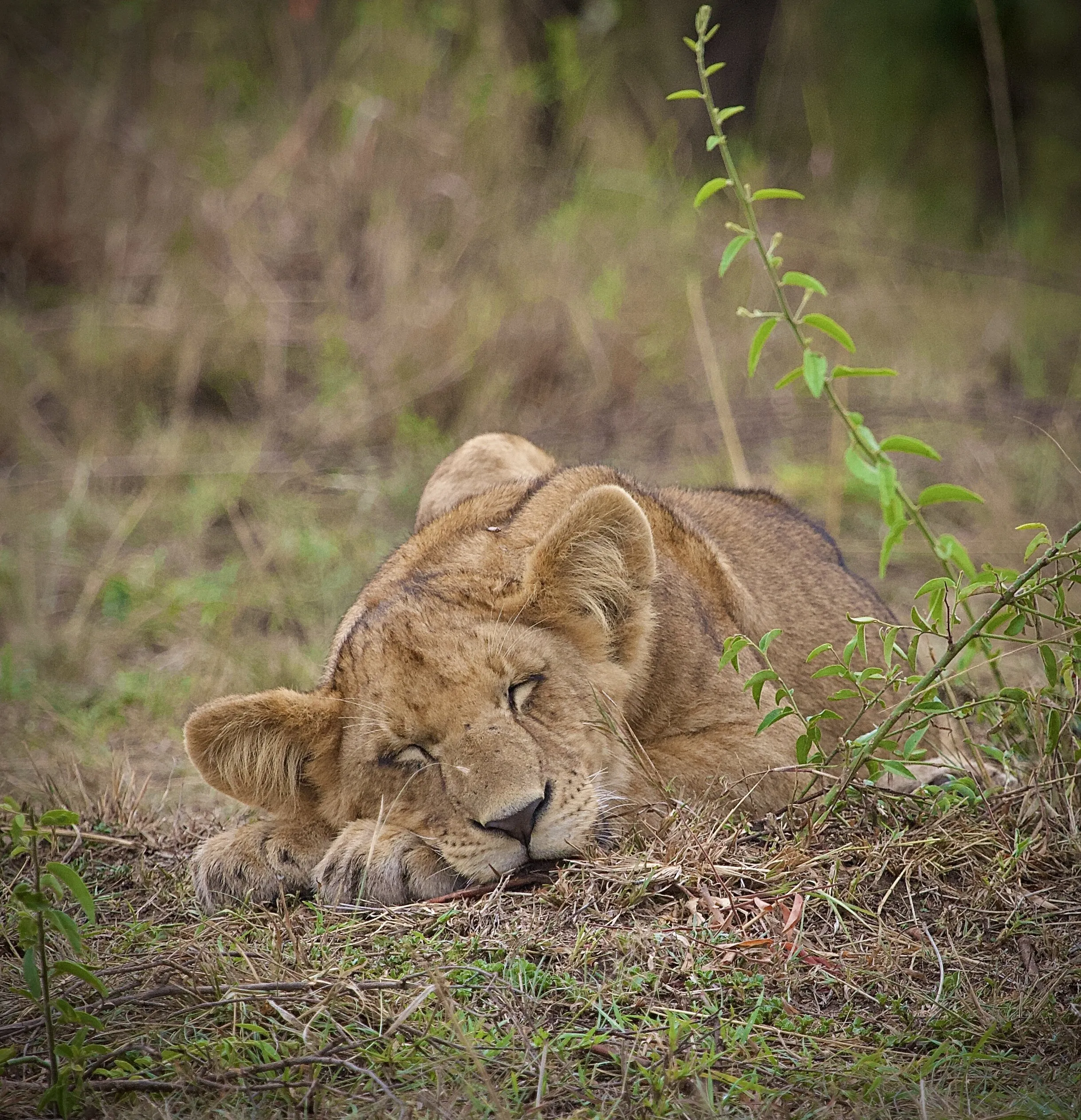 The sleeping Cub