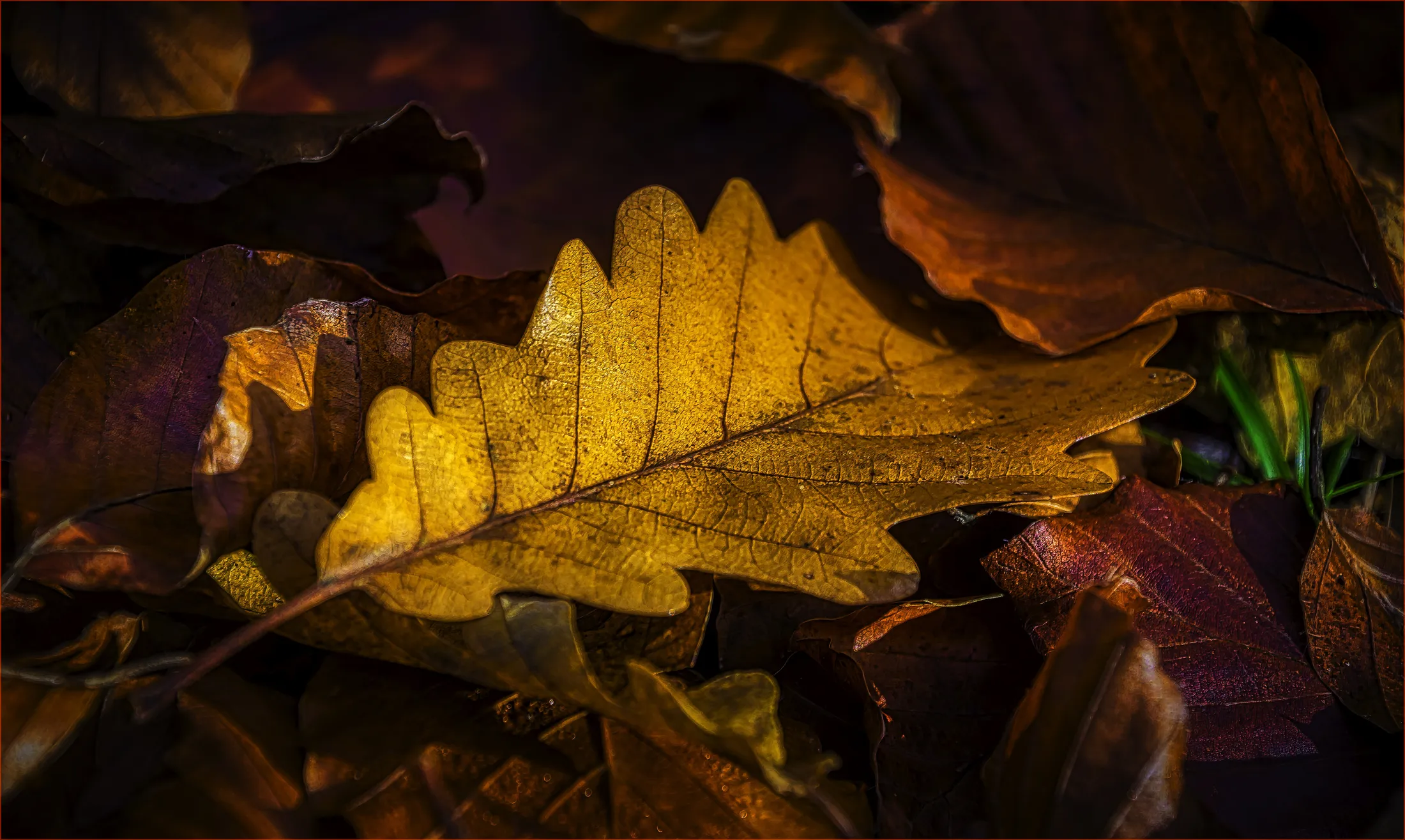 Entry 22204021