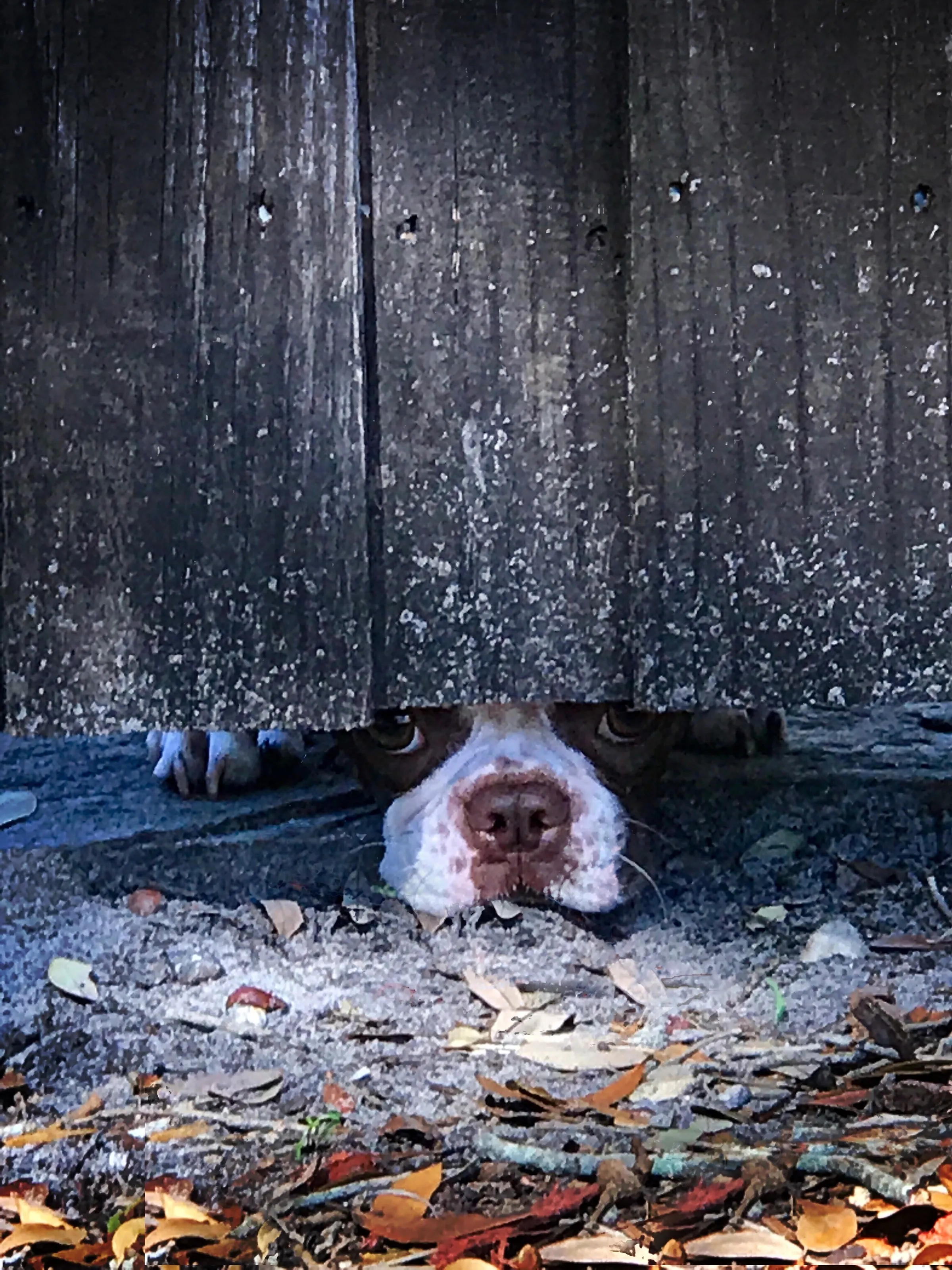 Peek-A-Boo Puppy