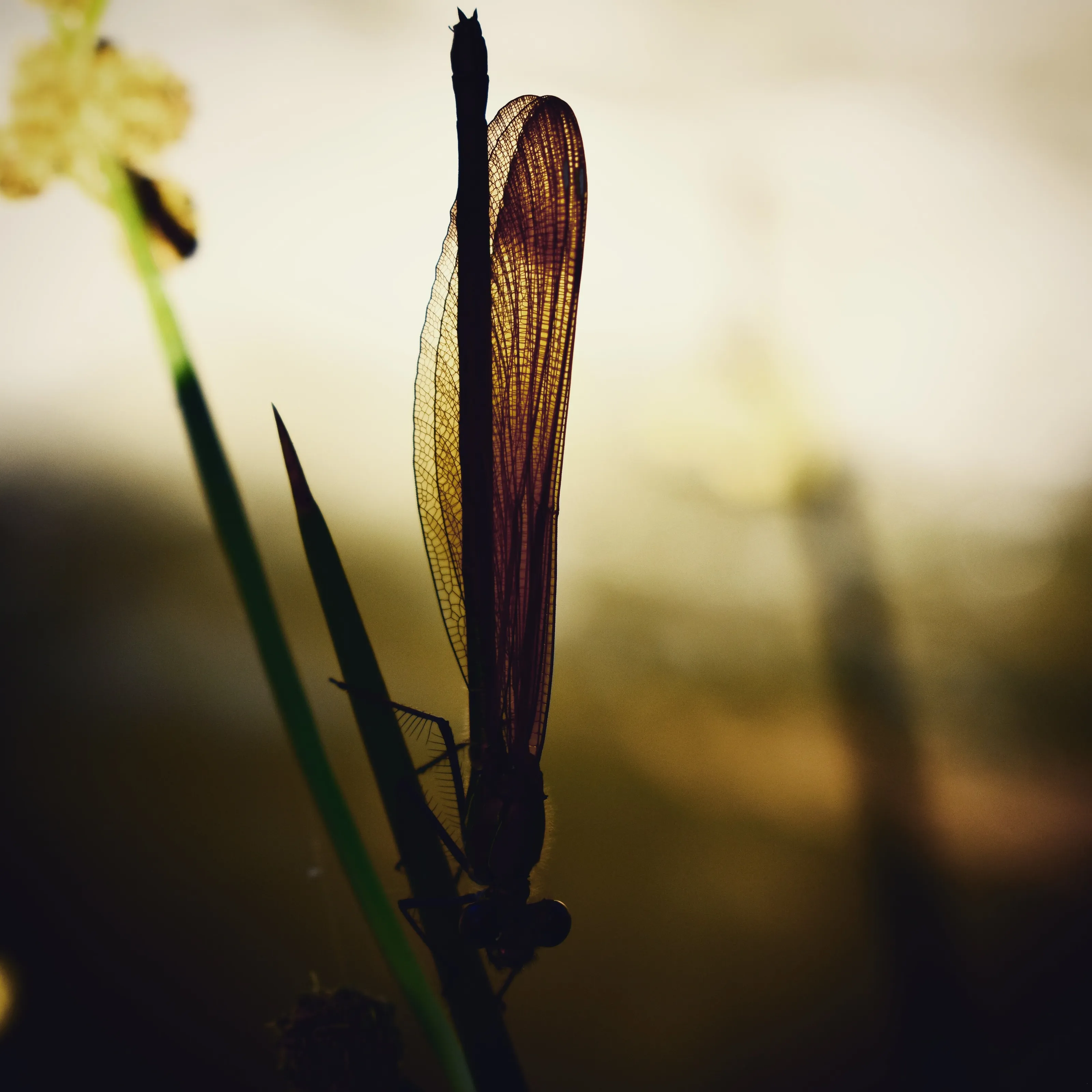 Backlit Mayfly