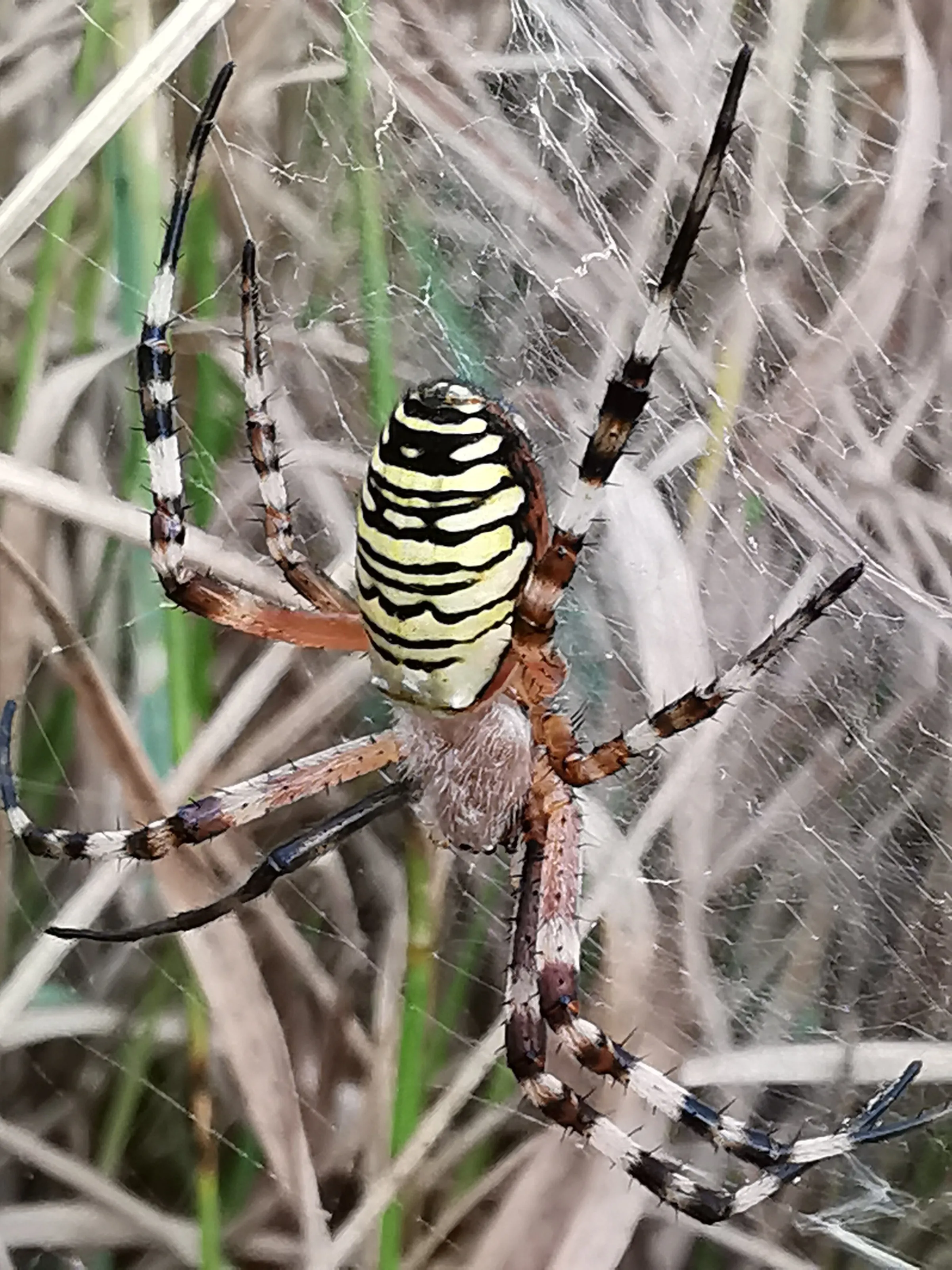 Wasp spider