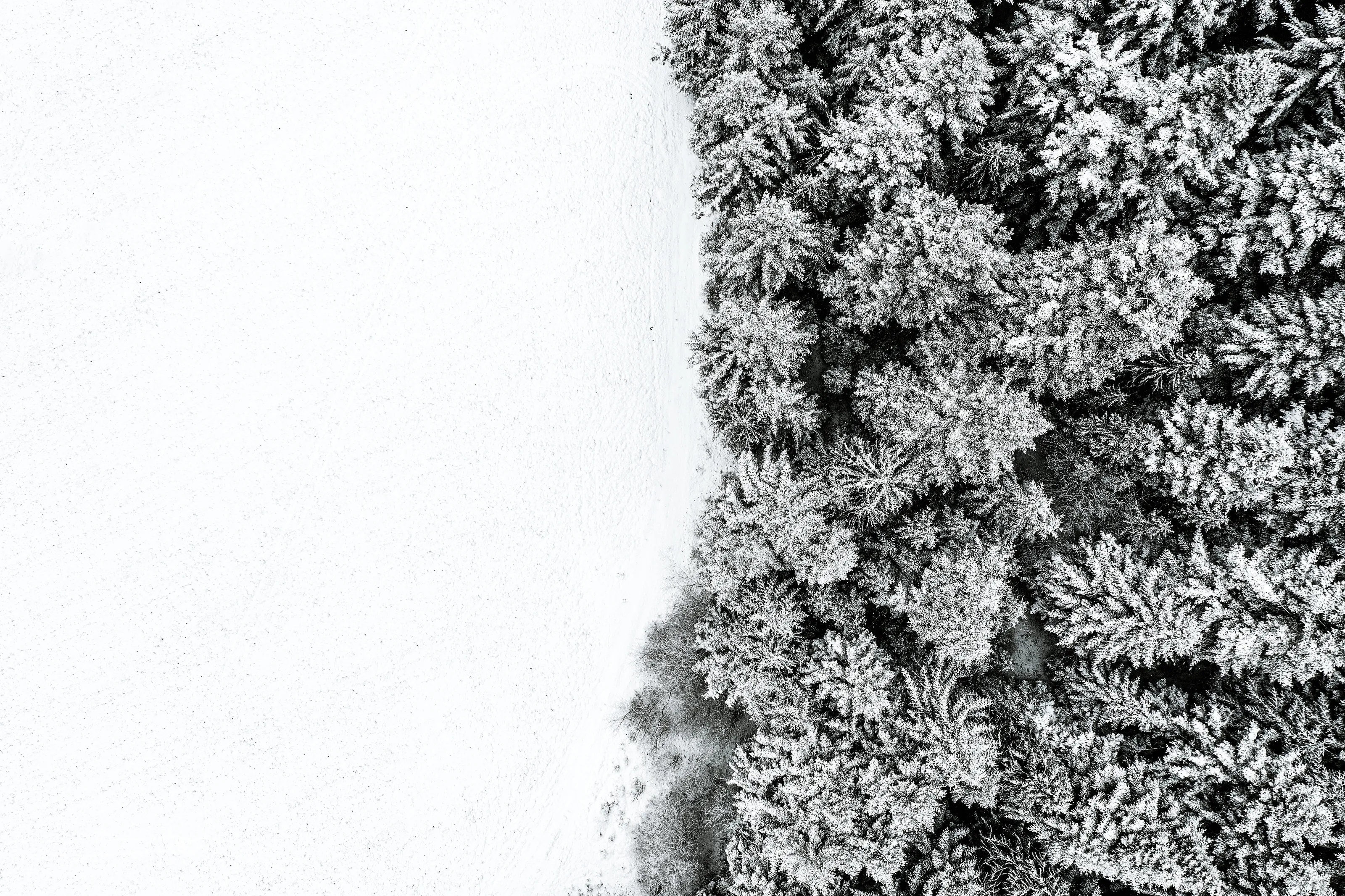 Black & white winter