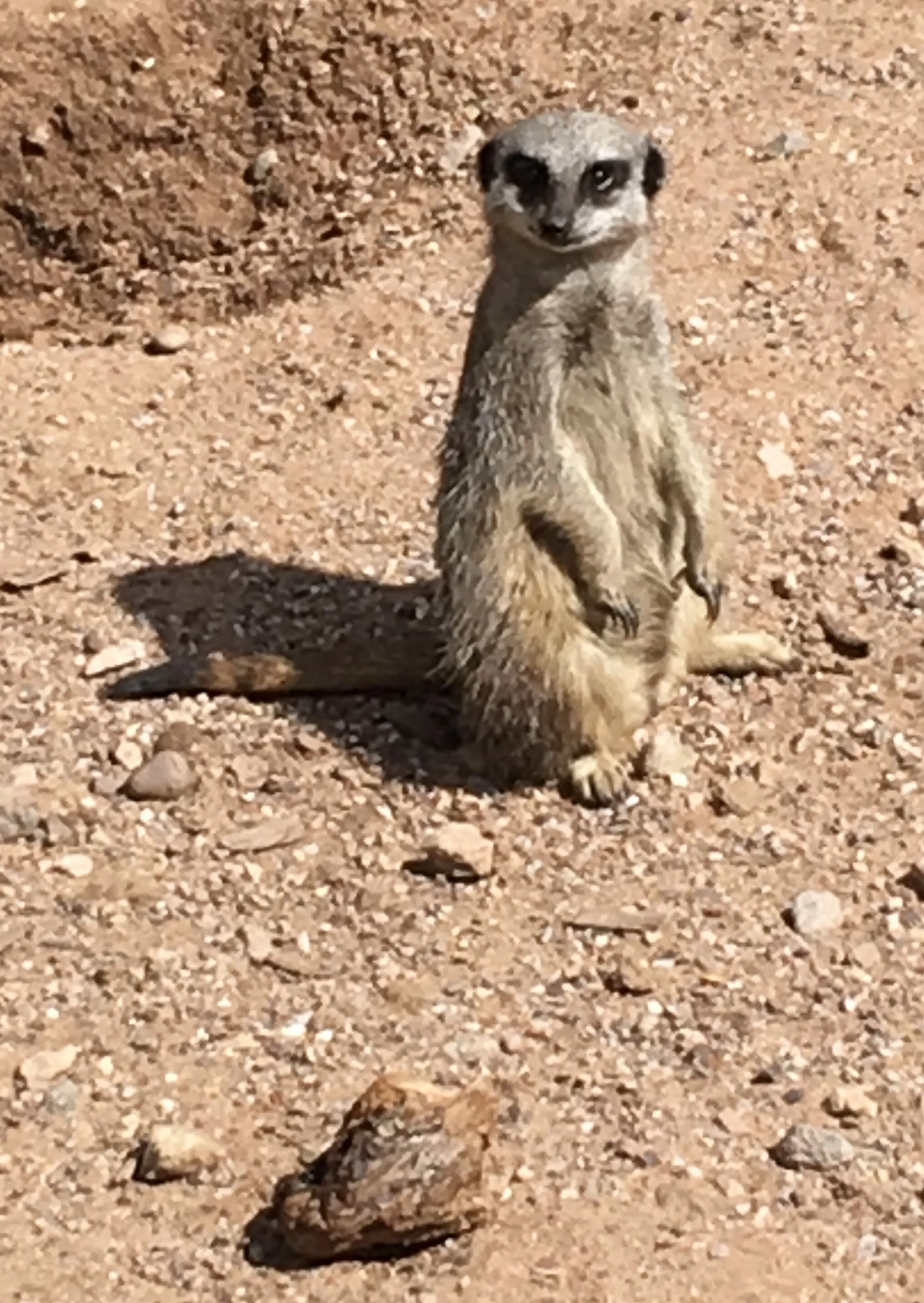 Inquisitive meerkat