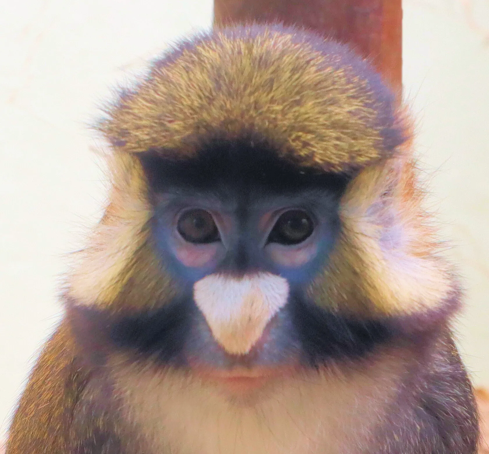 Sad Monkey