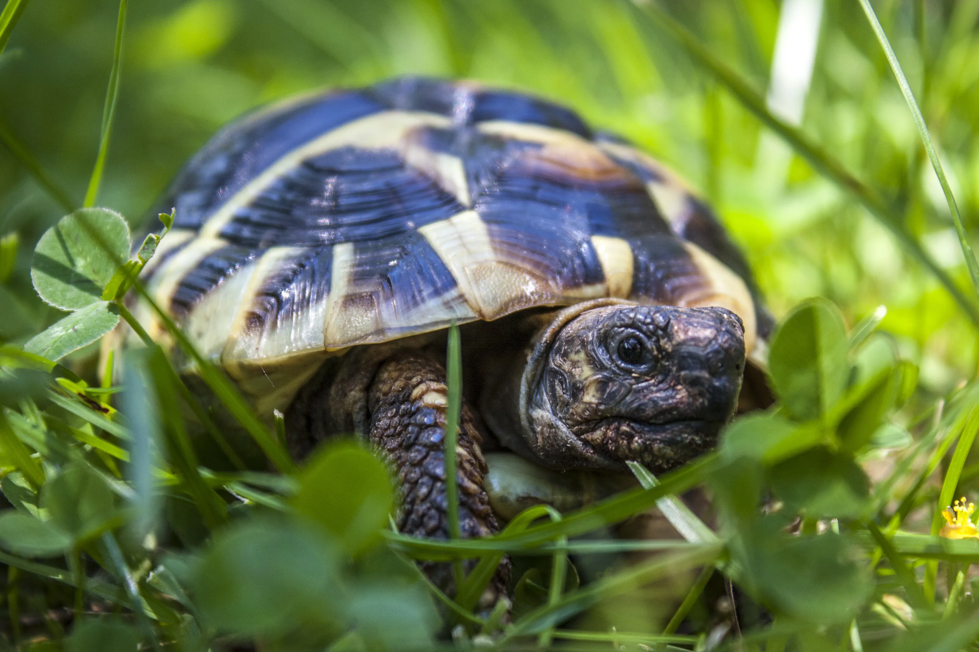 The Turtle