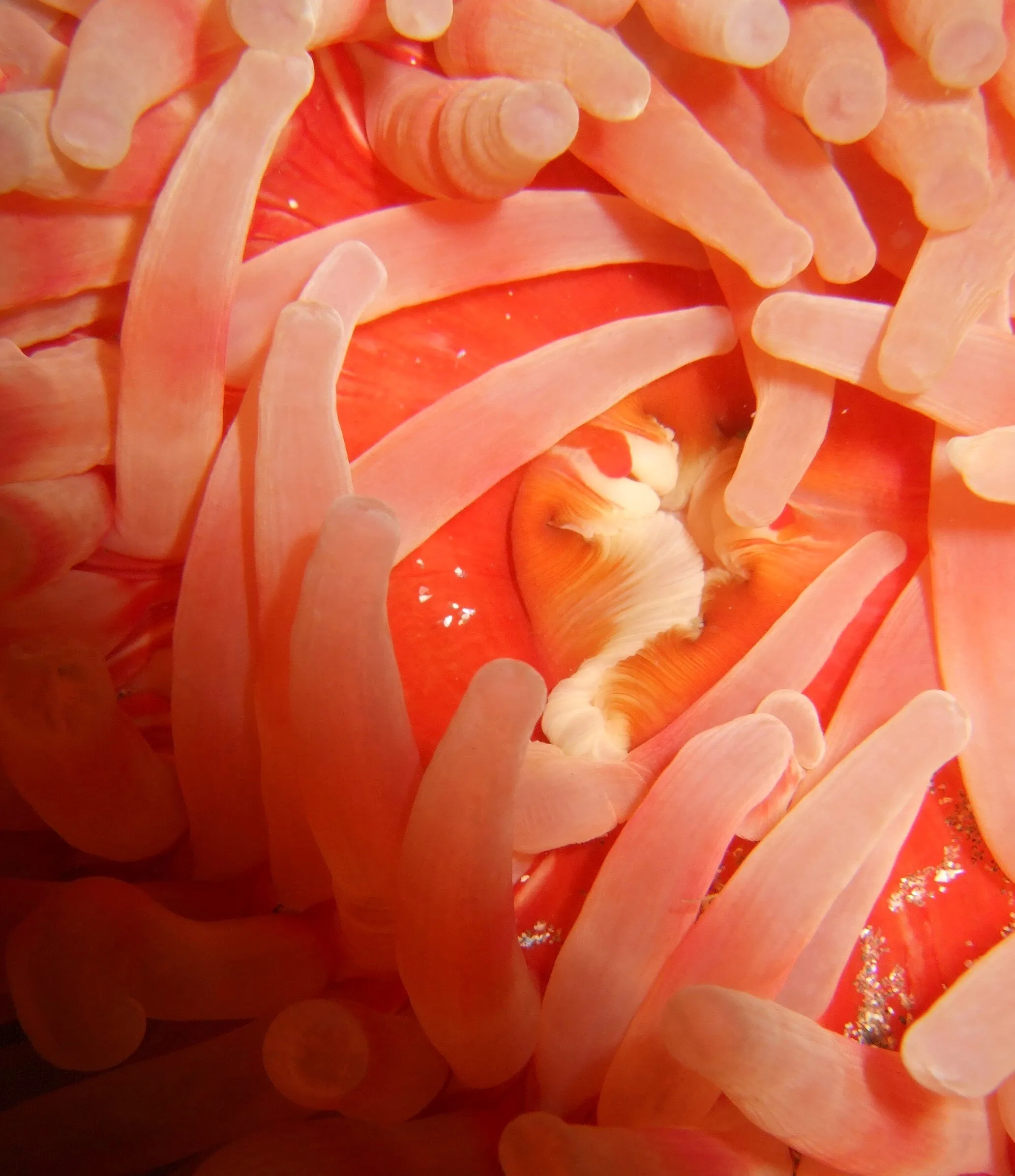 Sea Anemone