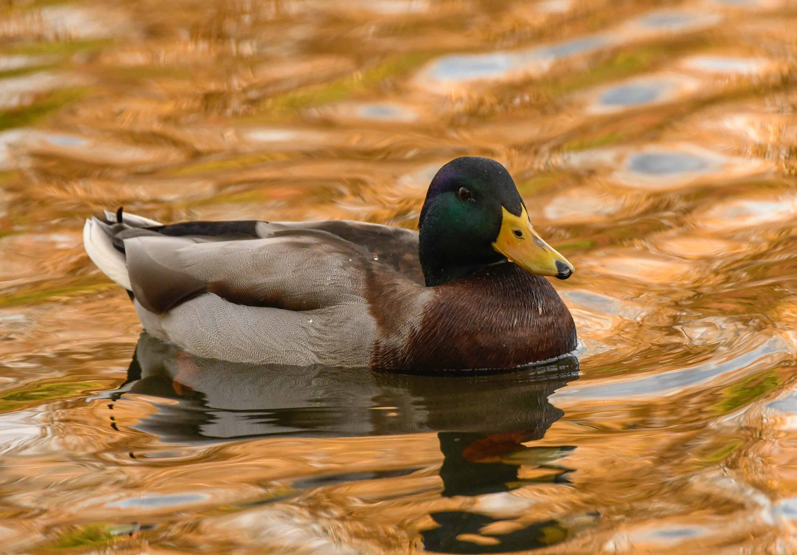 golden hour mallard