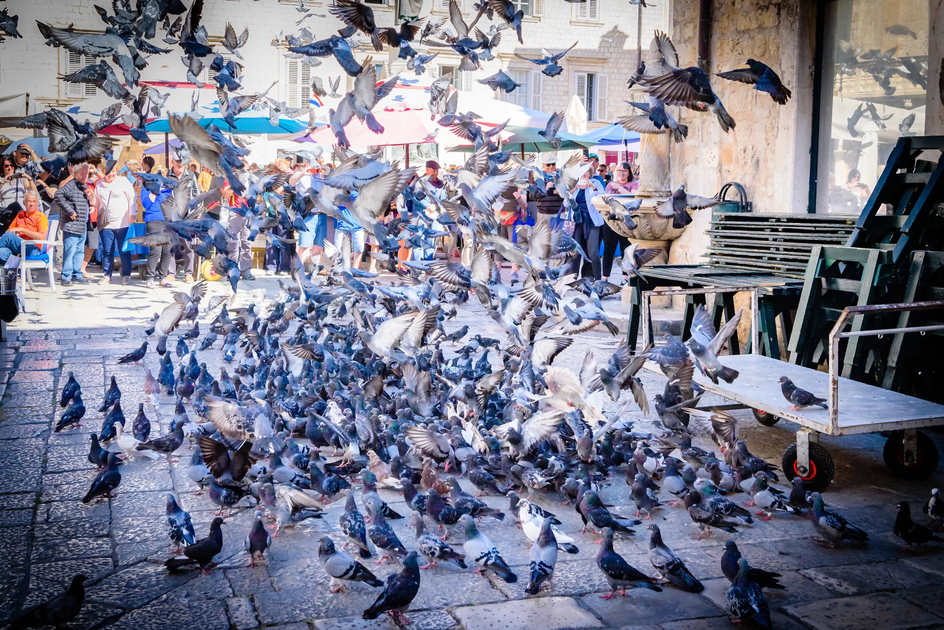 Birds in Dubrovnik